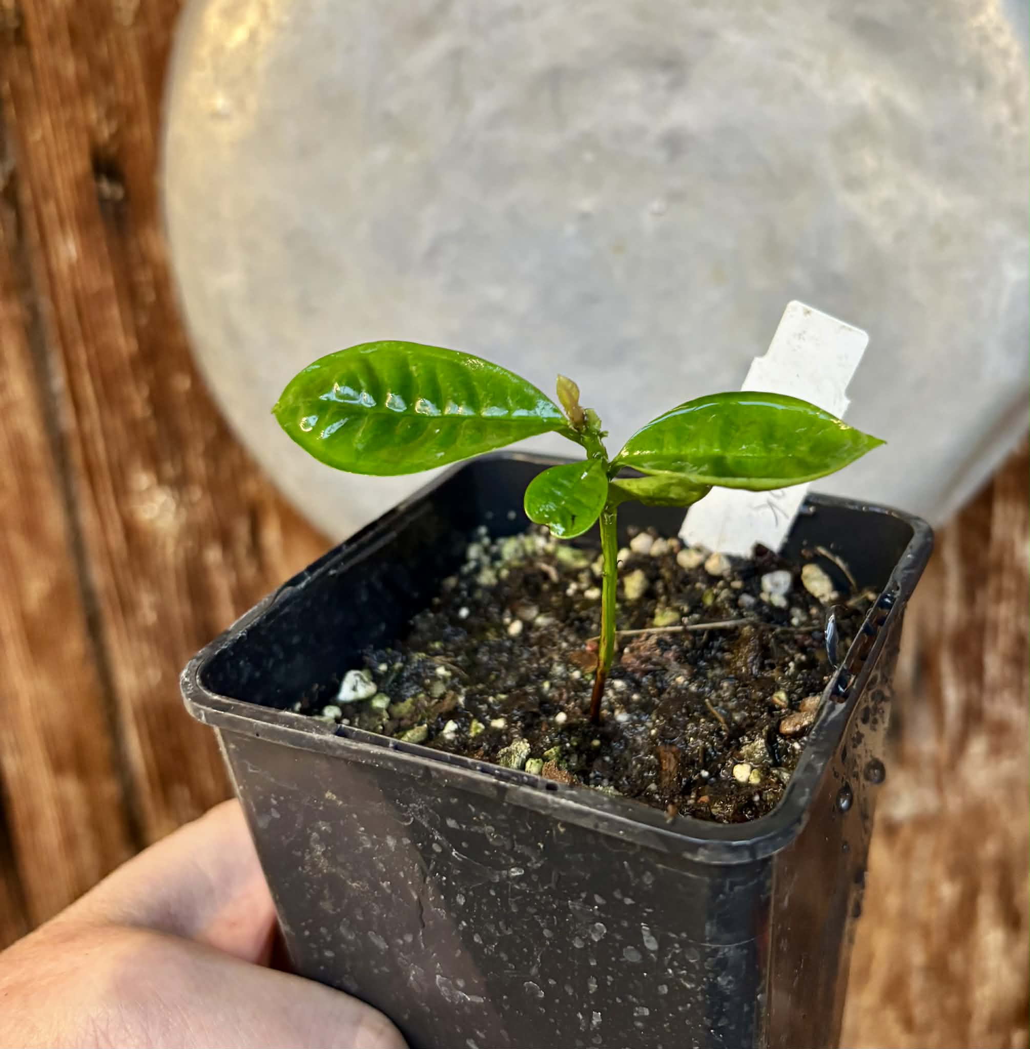 Gowok (Syzygium polycephalum) - 1 potted seedling / 1 getopfter Sämling 