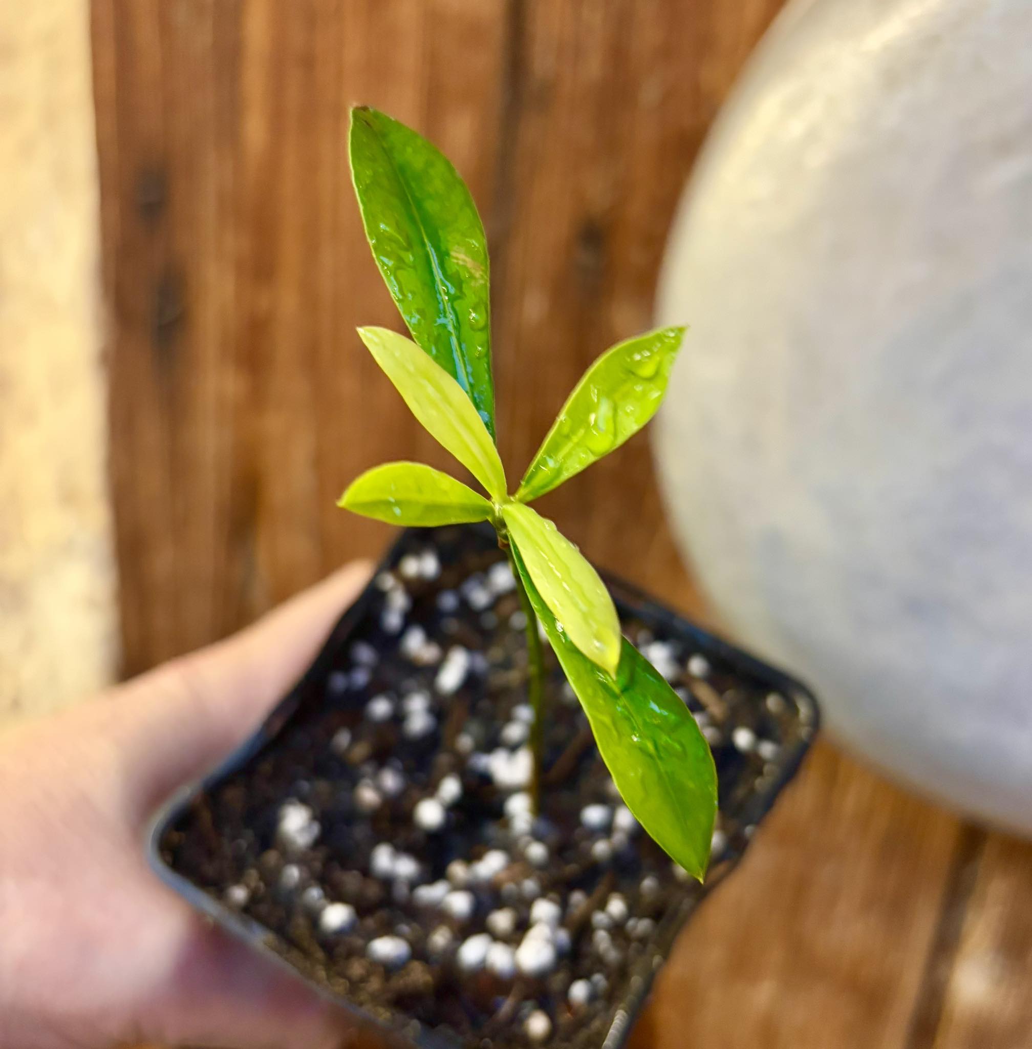 Lemon Drop Mangosteen (Garcinia intermedia) - 1 potted plant / 1 getopfte Pflanze