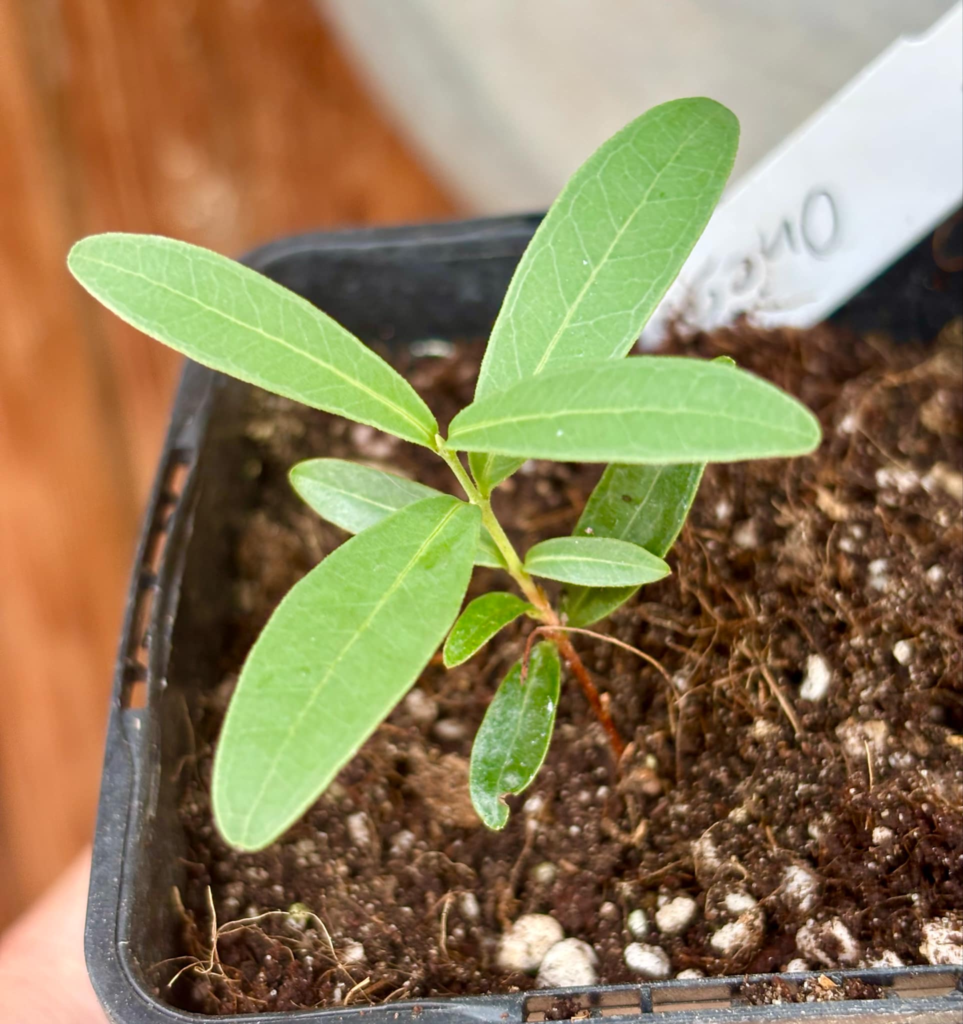 CEREJINHA DE JAGUARIÚNA - Eugenia punicifolia var. Oncas Doce - 1 potted plant / 1 getopfte Pflanze