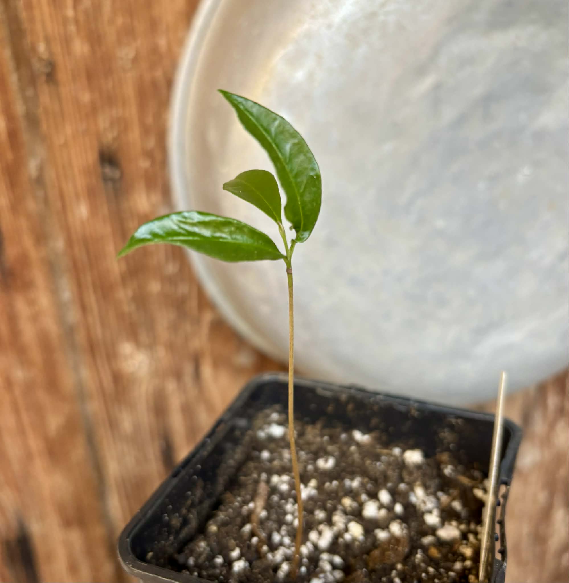 Duguetia cf. vallicola  - 1 small potted seedling / 1 kleiner, getopfter Sämling