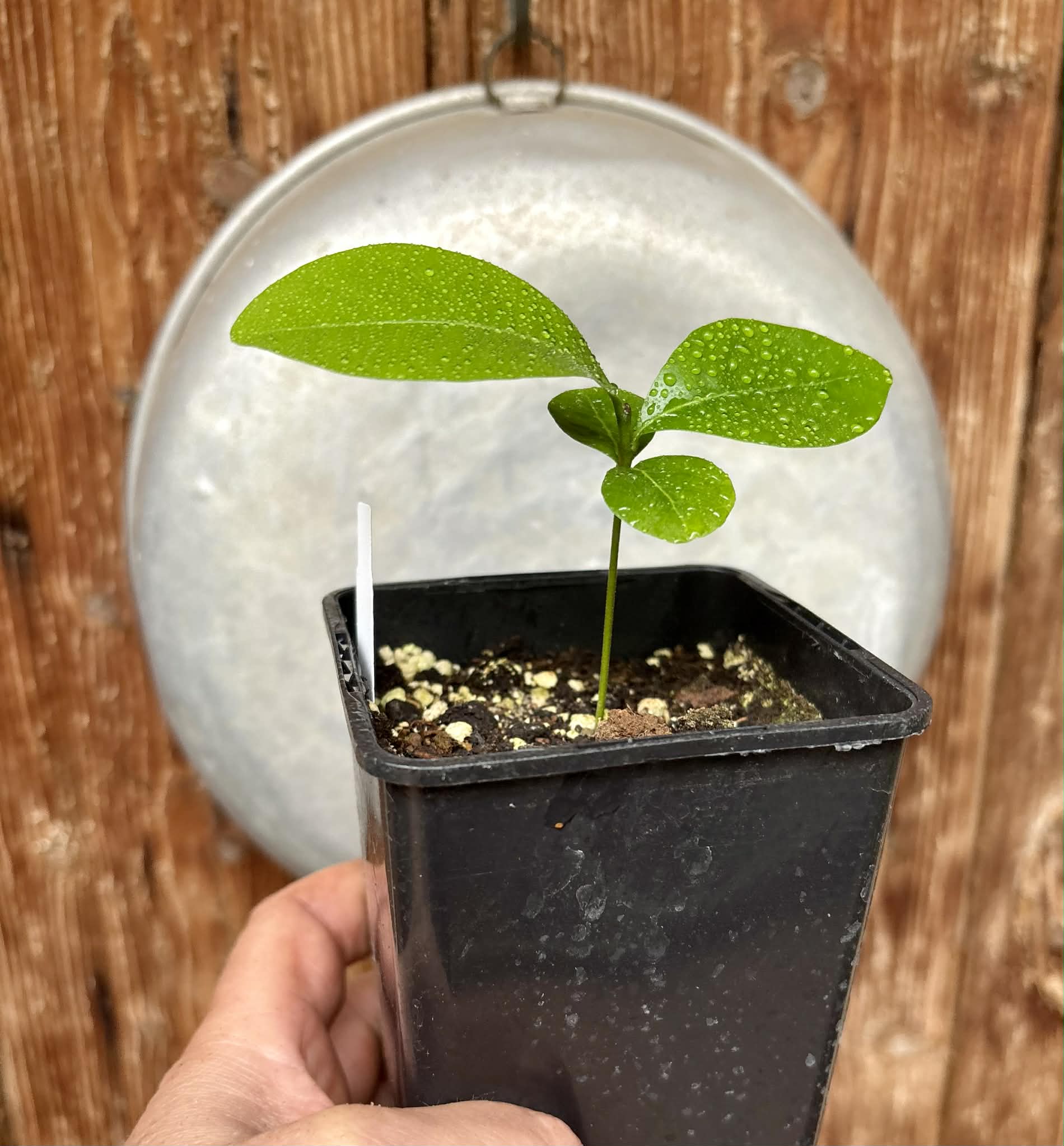 Glycosmis pentaphylla - Orangeberry -  1 potted seedling / 1 getopfter Sämling