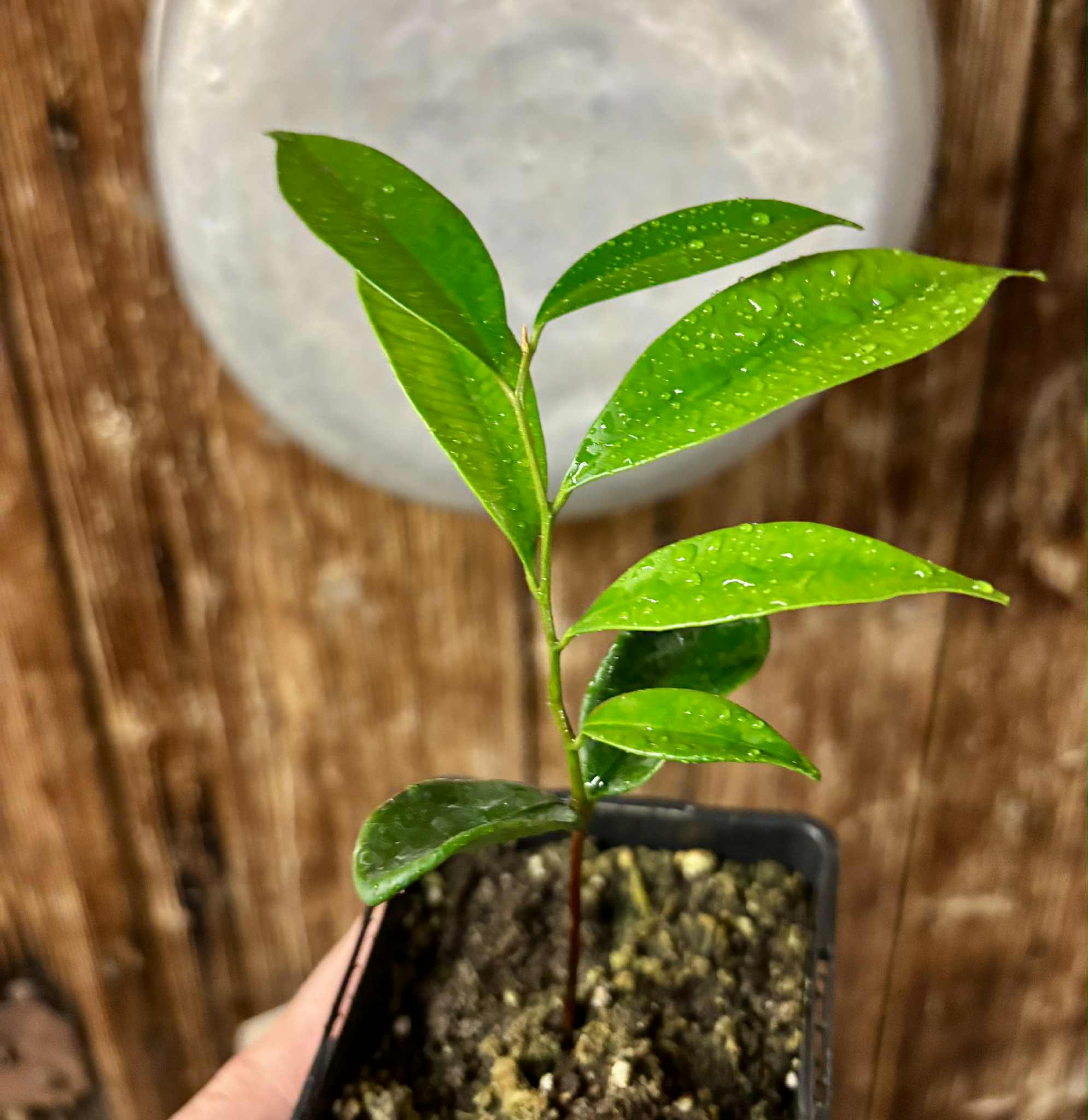 Diploon cuspidatum  -  1 potted seedling / 1 getopfter Sämling