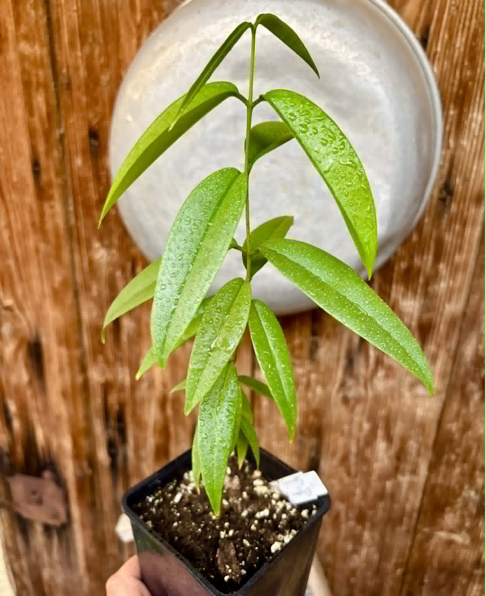 Eugenia bahiensis var. Sementes pintada  - 1 potted plant / 1 getopfte Pflanze