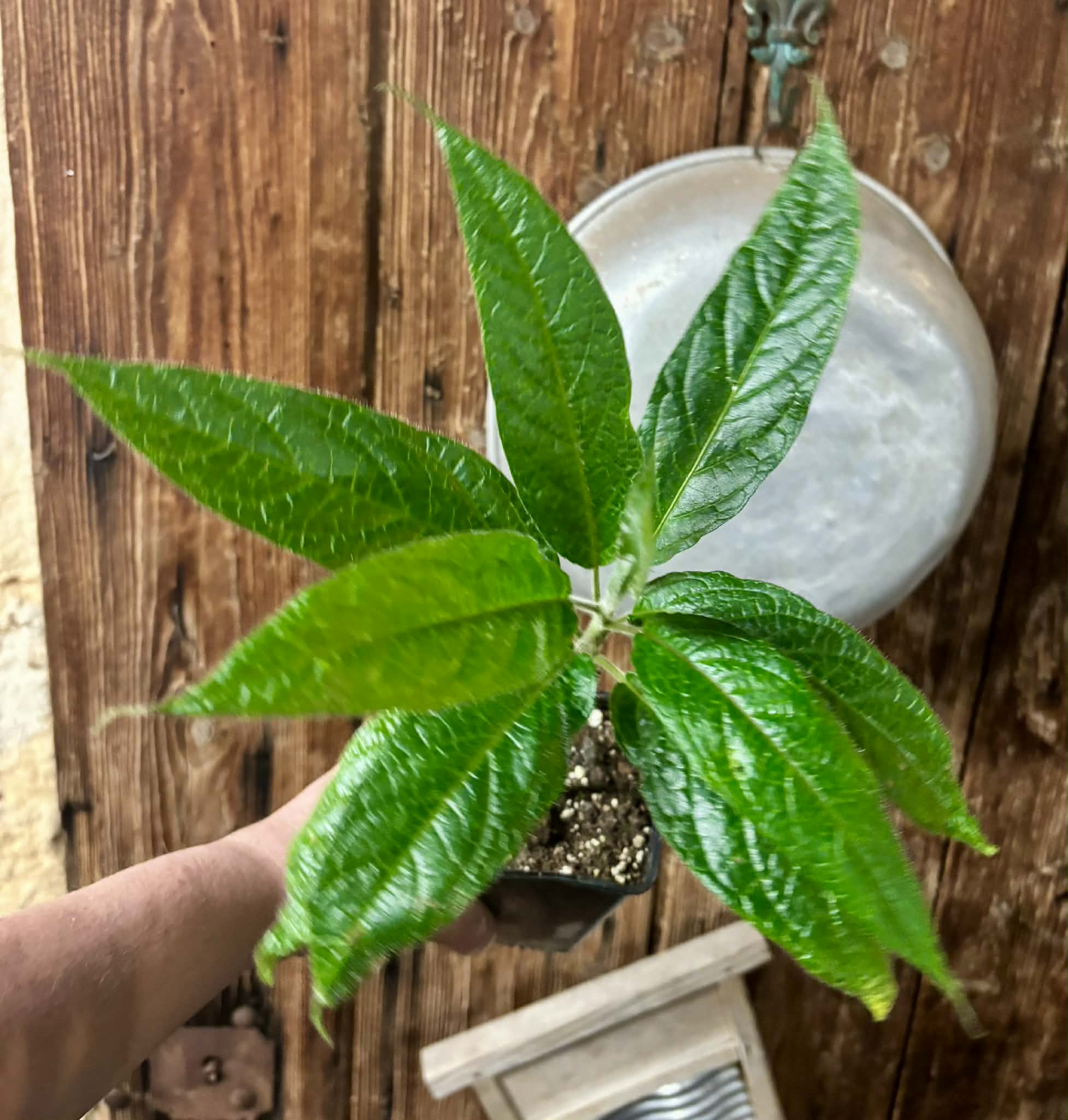 Solanum luridifuscescens - Tomatao Verde Piloso - 1 potted seedling / 1 getopfter Sämling