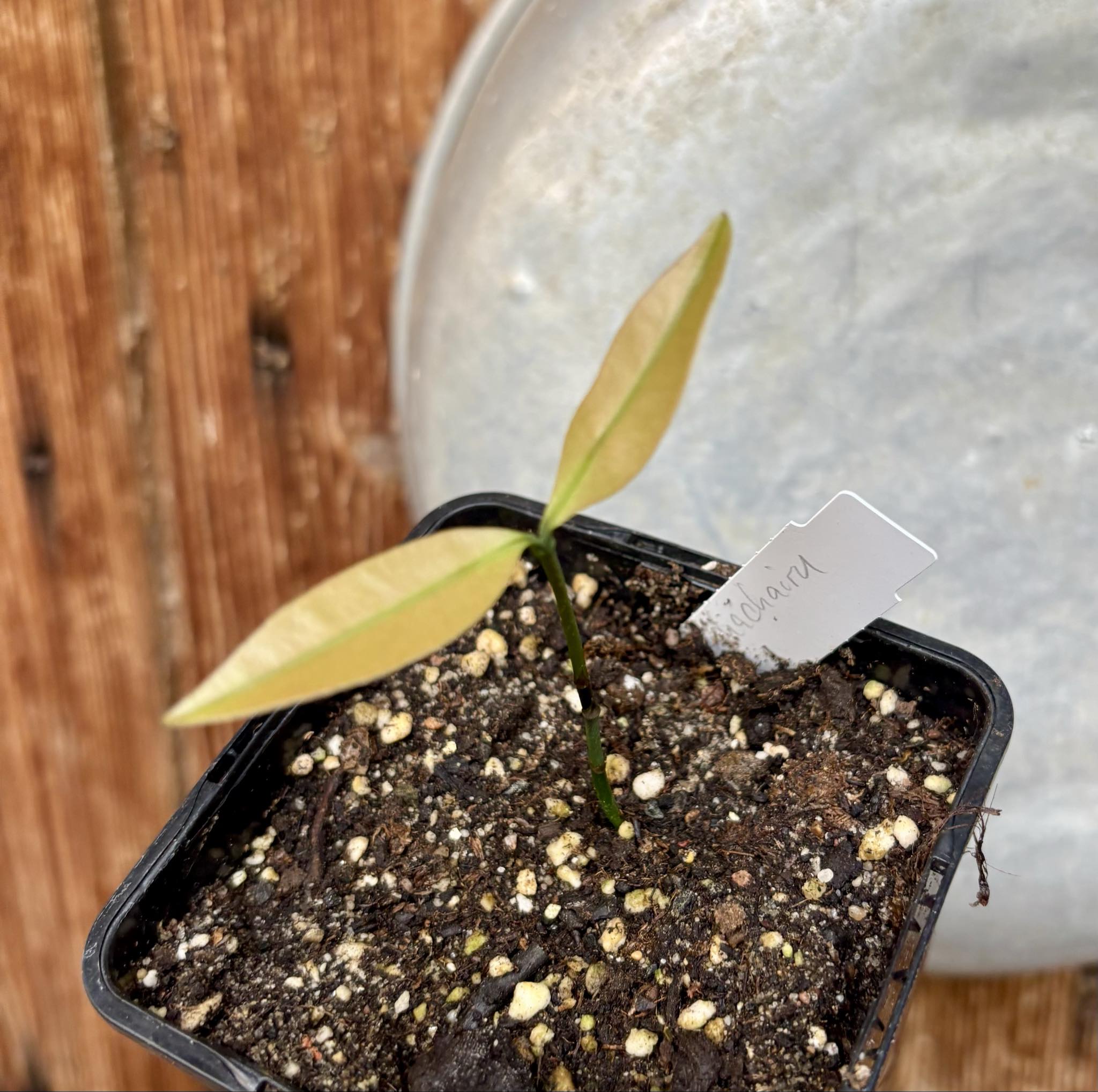 Garcinia humilis  - Achachairu - 1 small potted seedling / 1 kleiner, getopfter Sämling