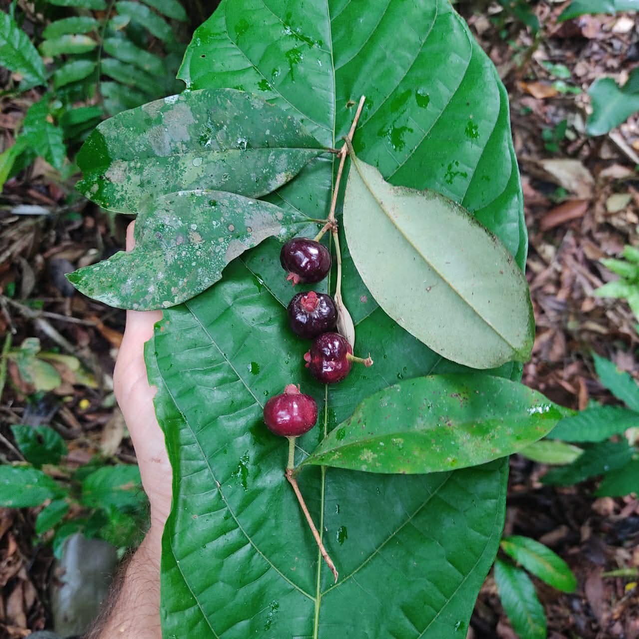 Eugenia pisiformis var Urucucu - 1 germinated seed / 1 gekeimter Samen