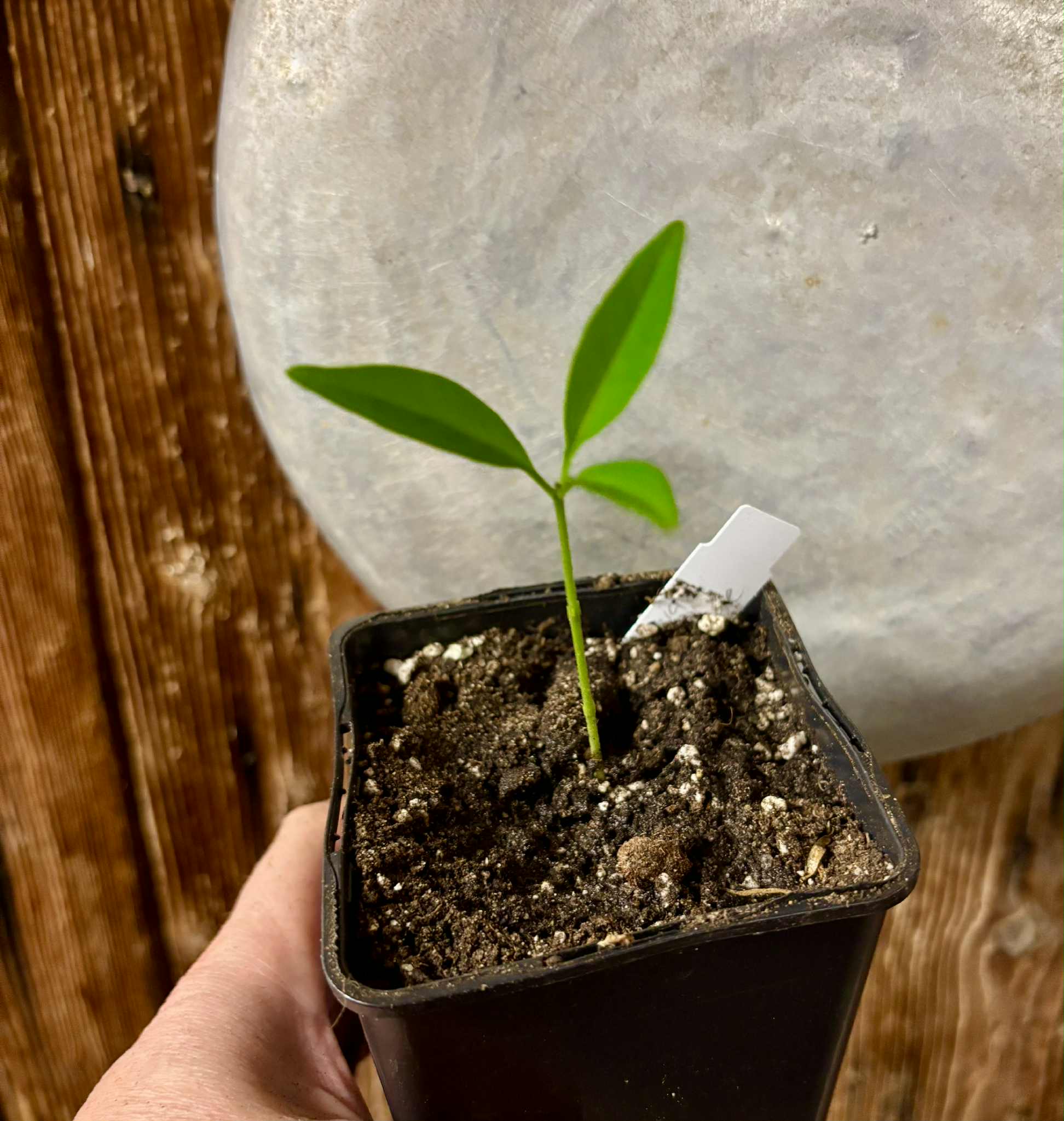 Eugenia villae-novae - 1 potted seedling / 1 getopfter Sämling