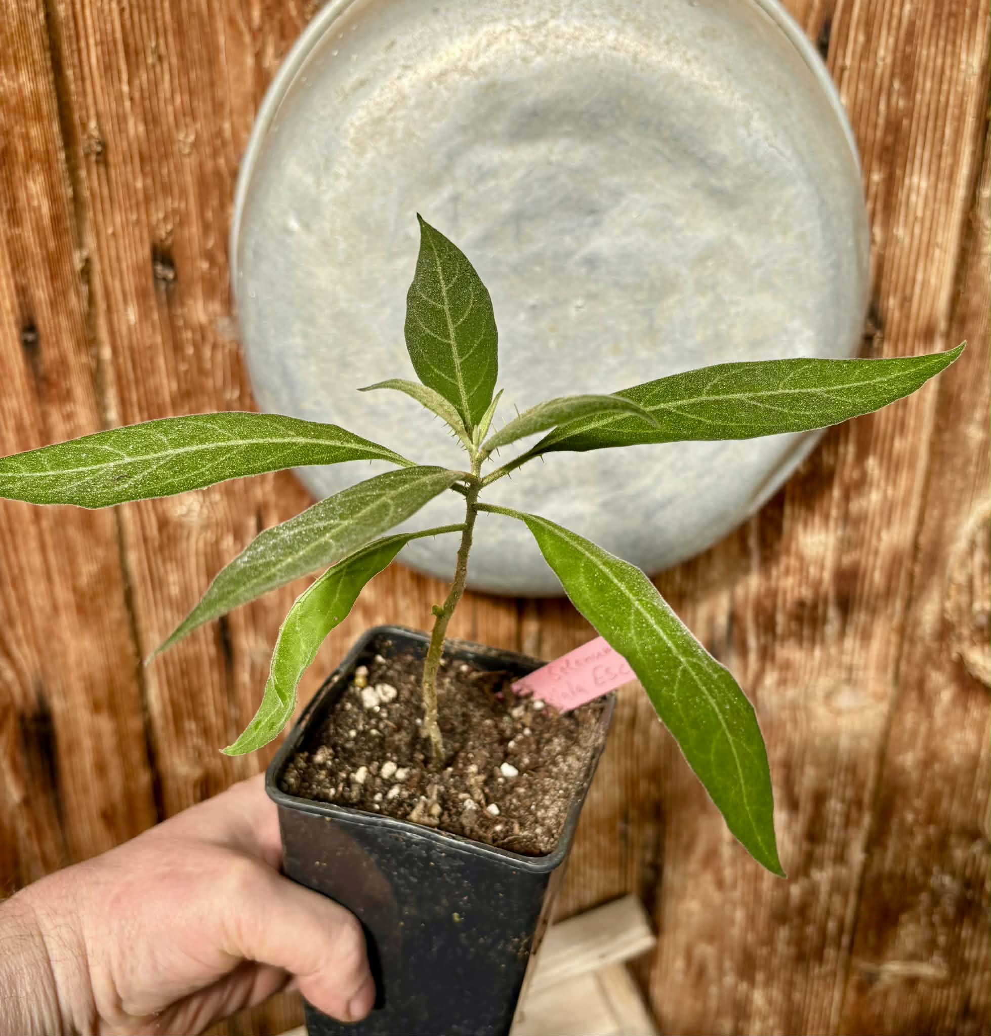 Solanum sp. Mata Escura - 1 potted plant / 1 getopfte Pflanze