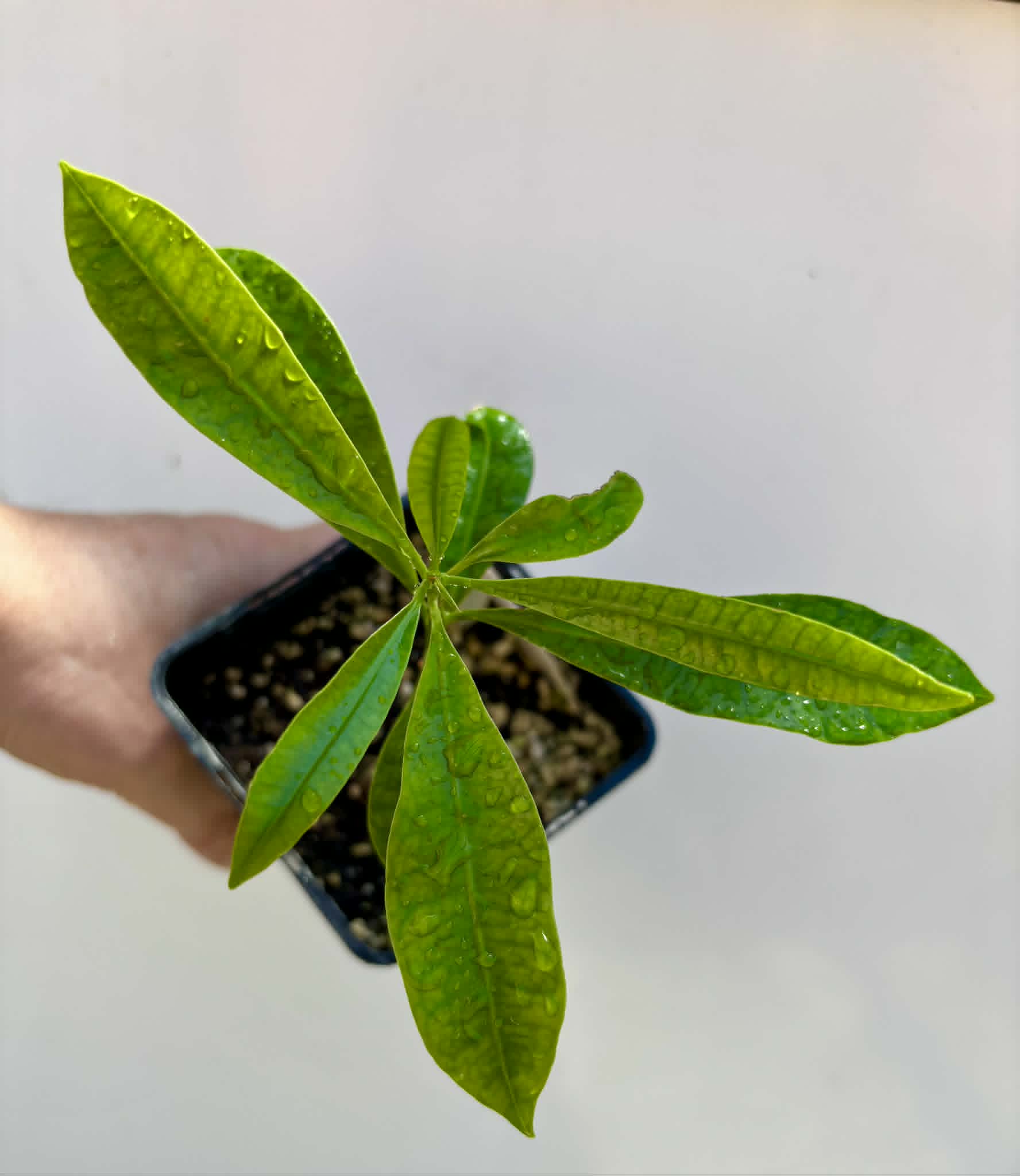 Pouteria macahensis - 1 potted seedling / 1 getopfter Sämling