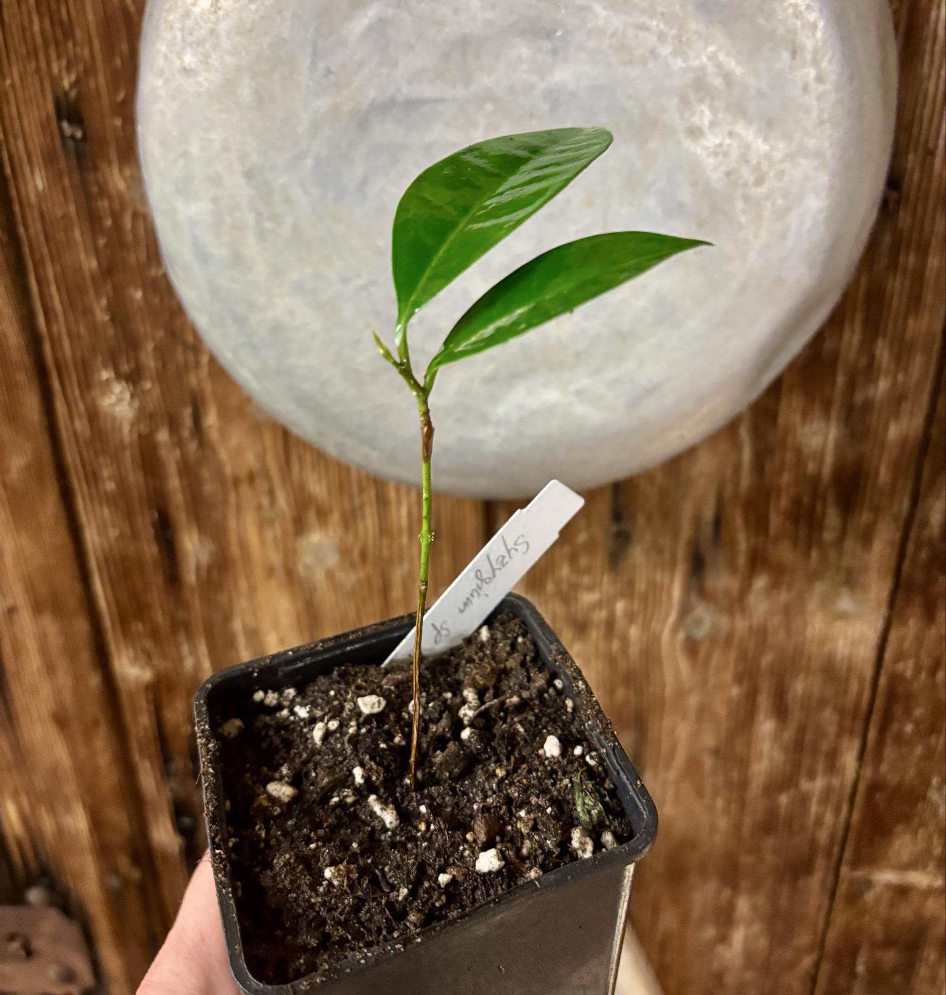 Syzygium sp Khao Luang - 1 potted plant / 1 getopfte Pflanze