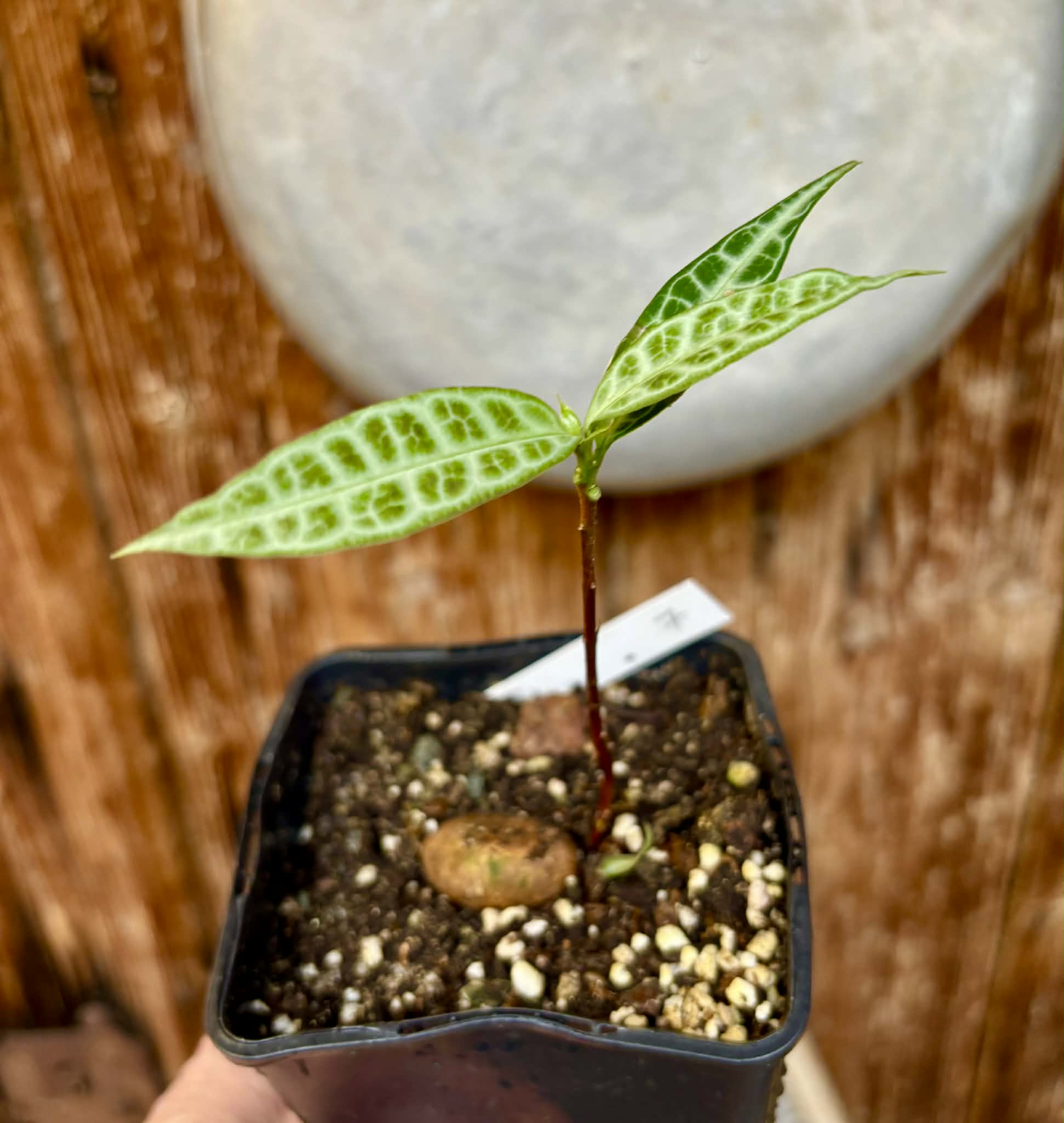 Eugenia sp Labisia Nr. 7 -  1 potted plant / 1 getopfte Pflanze