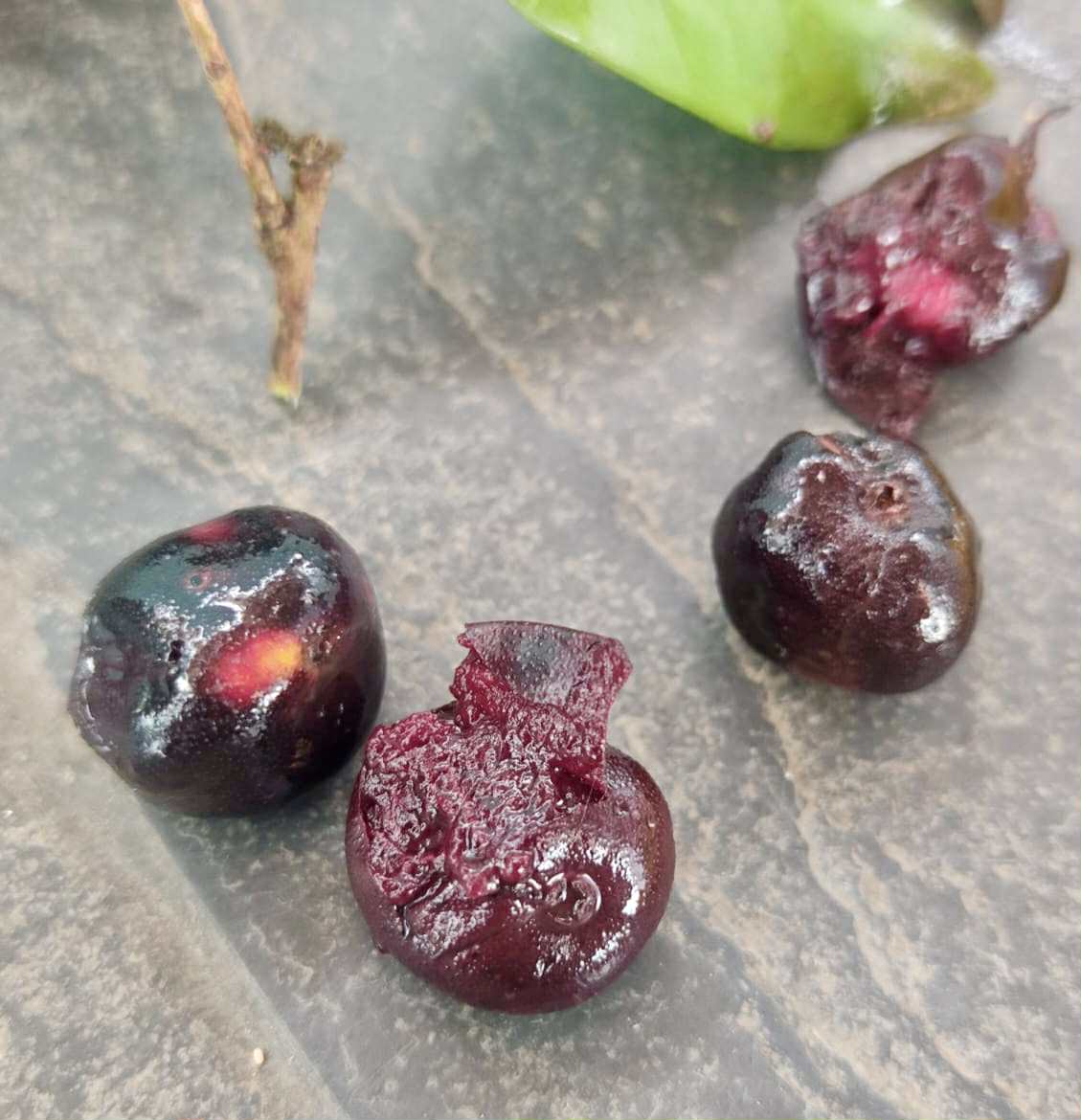 Eugenia cf flamingensis var. Folha miuda - 1 fresh seed / 1 frischer Samen