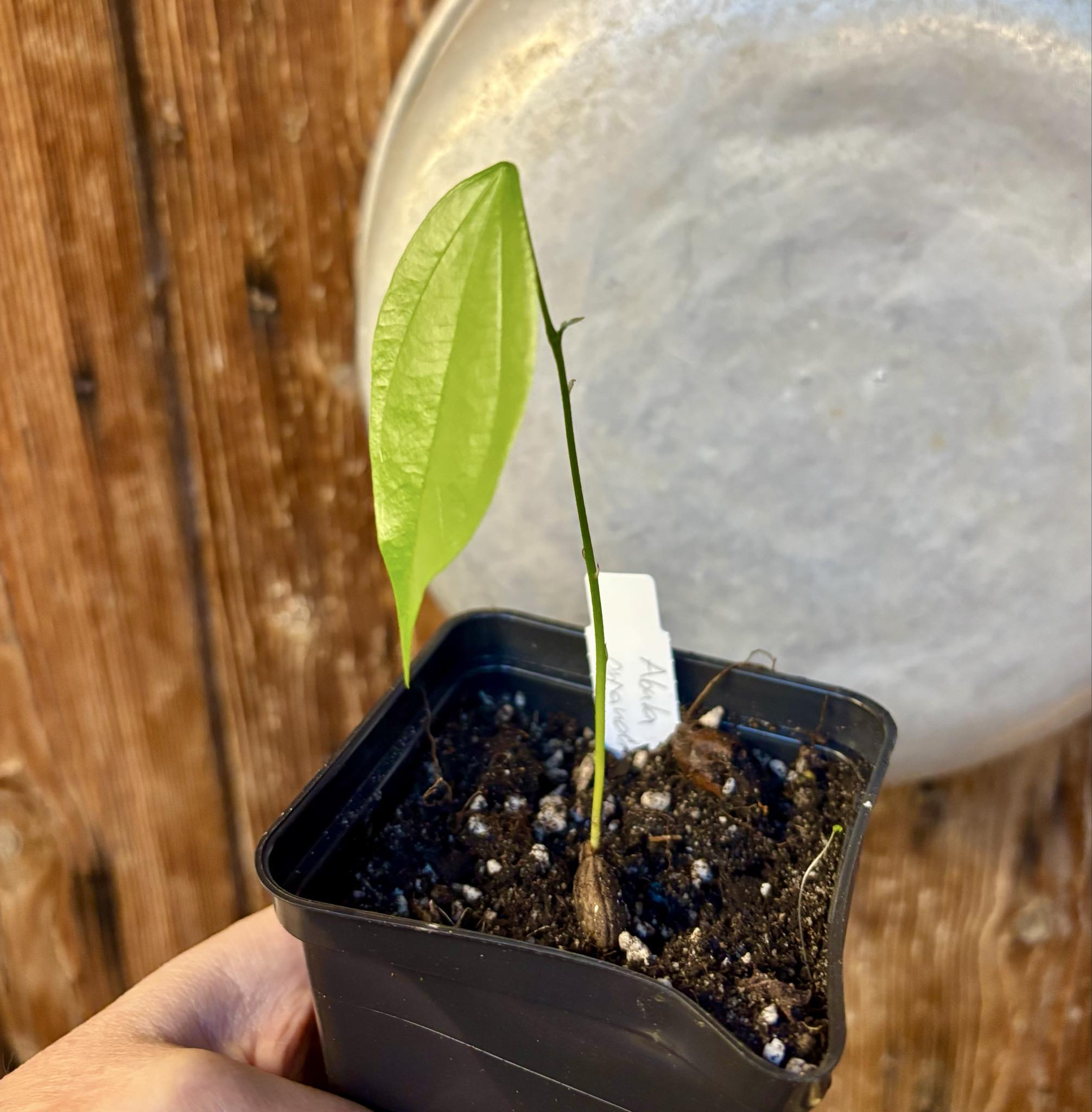 Pitombinha da Amazonia (Abuta grandifolia) - 1 potted seedling / 1 getopfter Sämling