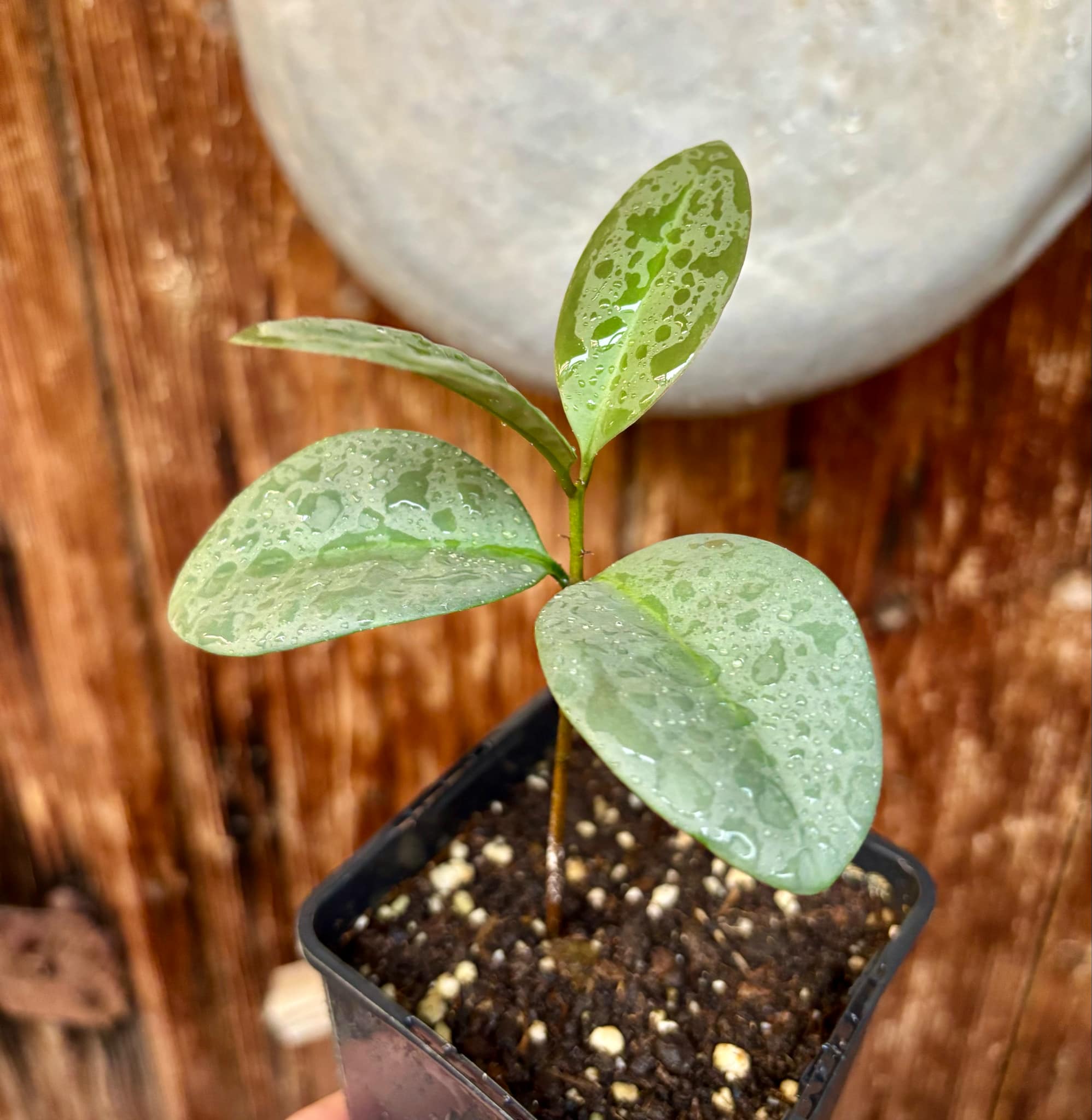 Eugenia sp Unana -  1 small potted seedling / 1 kleiner getopfter Sämling