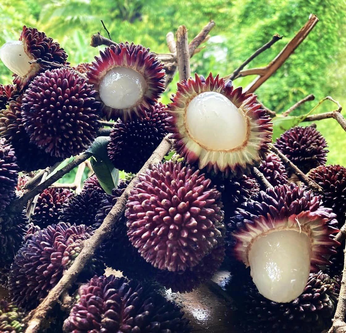 Pre Order - Pulasan (Nephelium ramboutan-ake) - 1 fresh seed / 1 frischer Samen