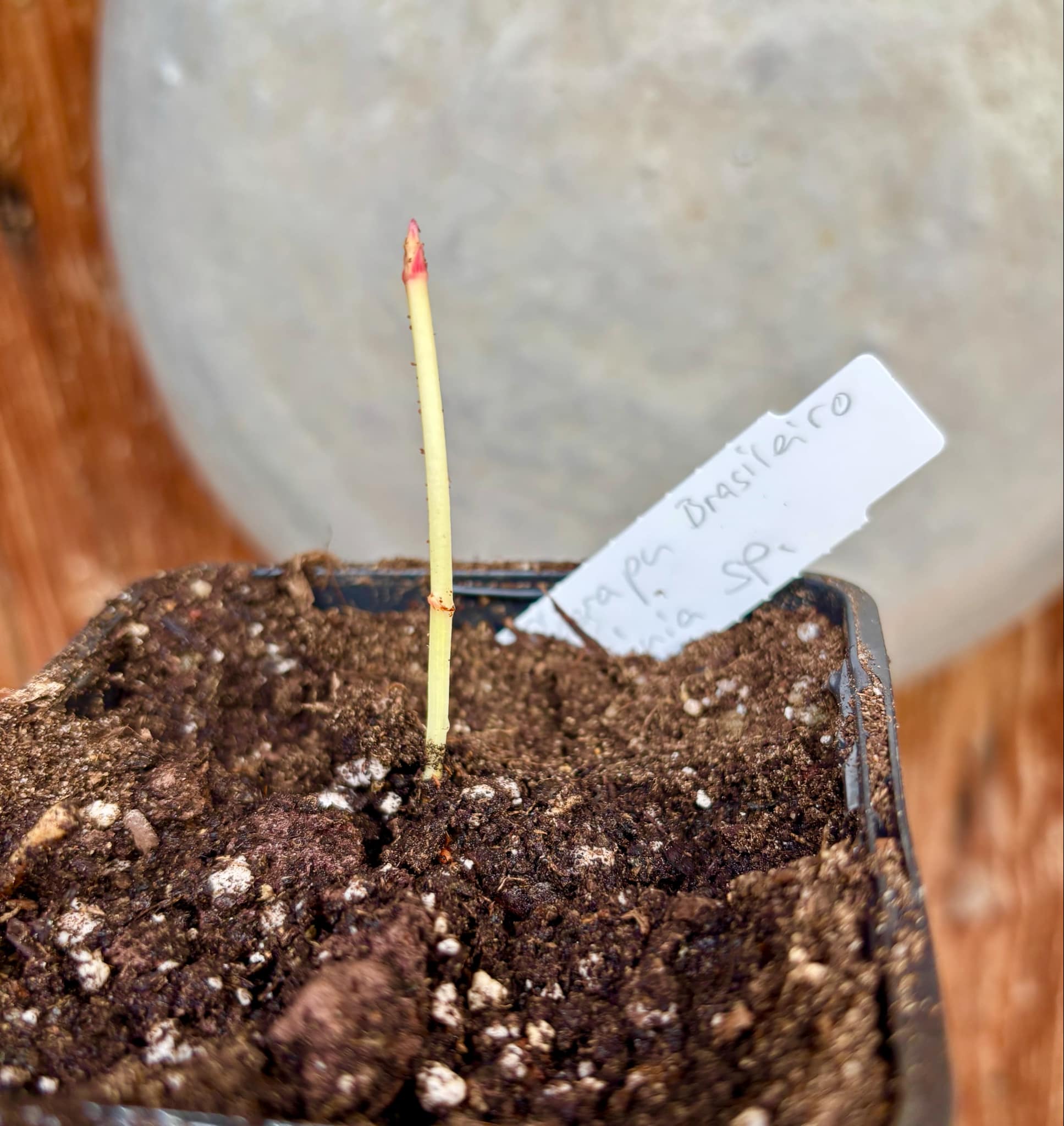 Cherapú Brasileiro - Garcinia sp. - 1 just potted seedling / 1 frisch, getopfter Sämling Cherapú Brasileiro - Garcinia sp. - 1 just potted seedling / 1 frisch, getopfter Sämling