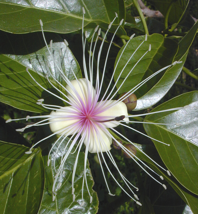 Capparis spinosa var. inermis - 1 potted plant / 1 getopfte Pflanze