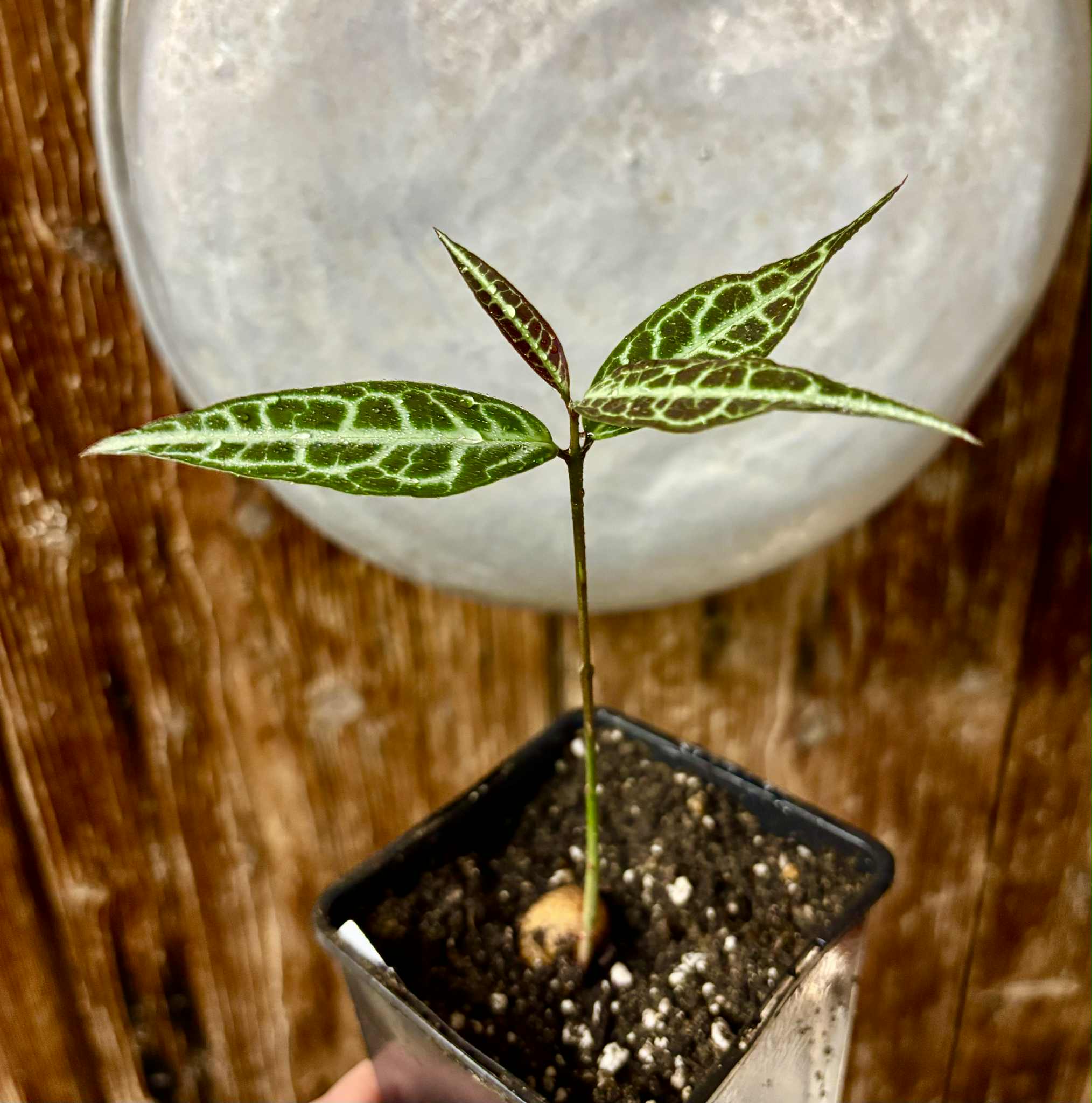 Eugenia sp Labisia -  1 potted seedling / 1 getopfter Sämling