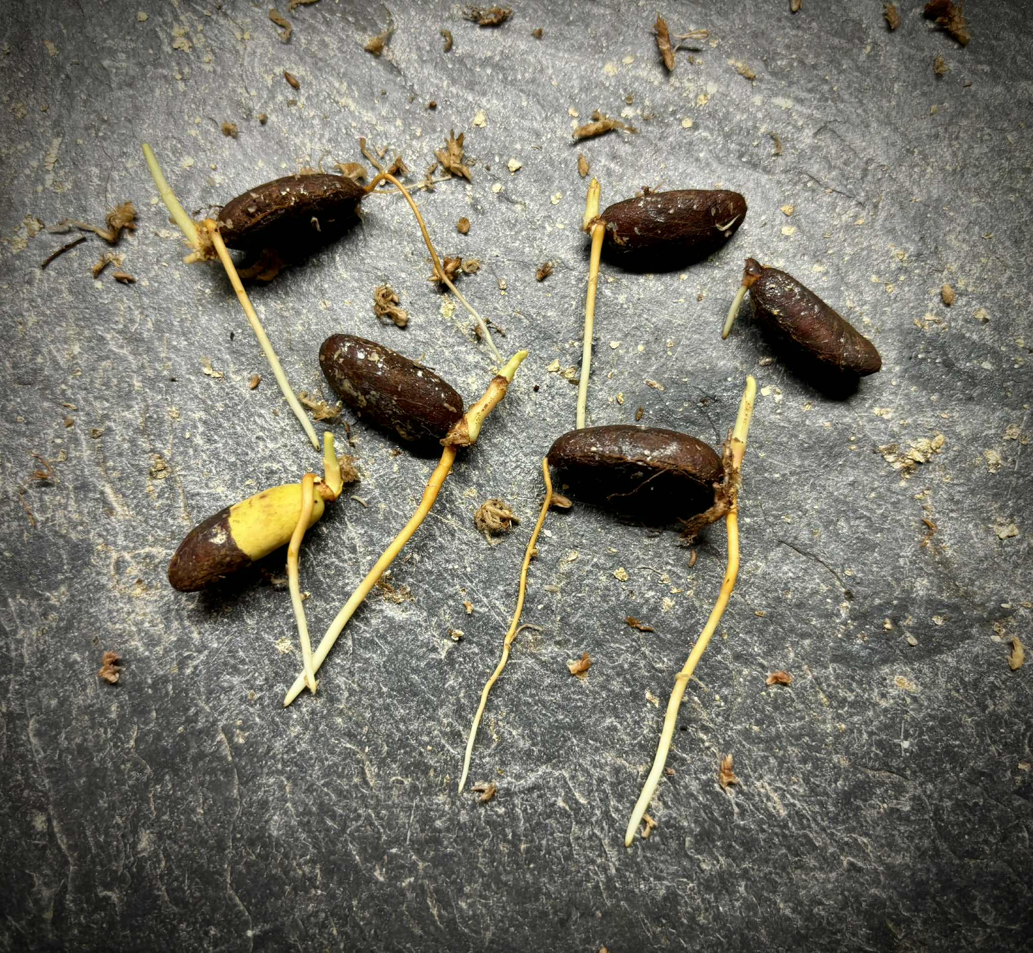 Garcinia madruno - 1 germinated seed / 1 gekeimter Samen