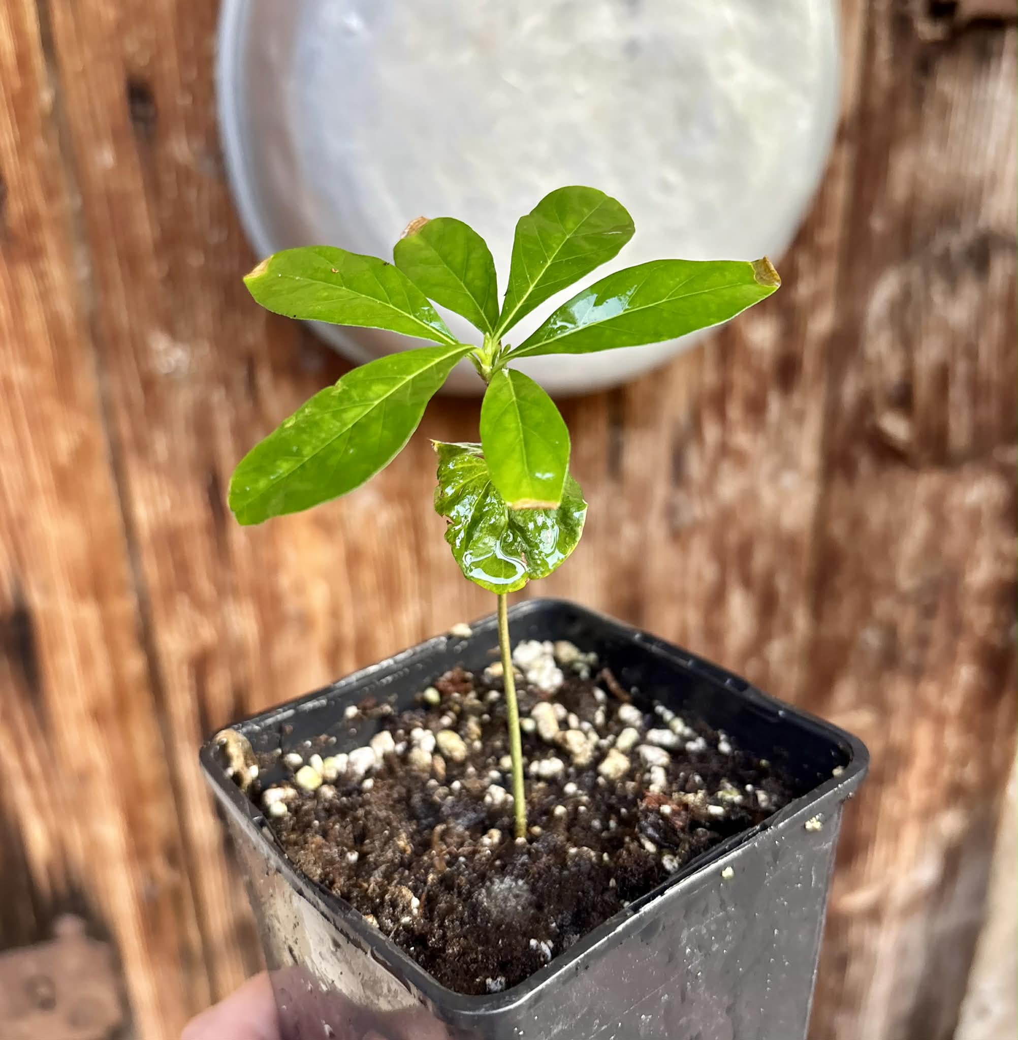 Marmixa (Pradosia lactescens) - 1 potted plant / 1 getopfte Pflanze