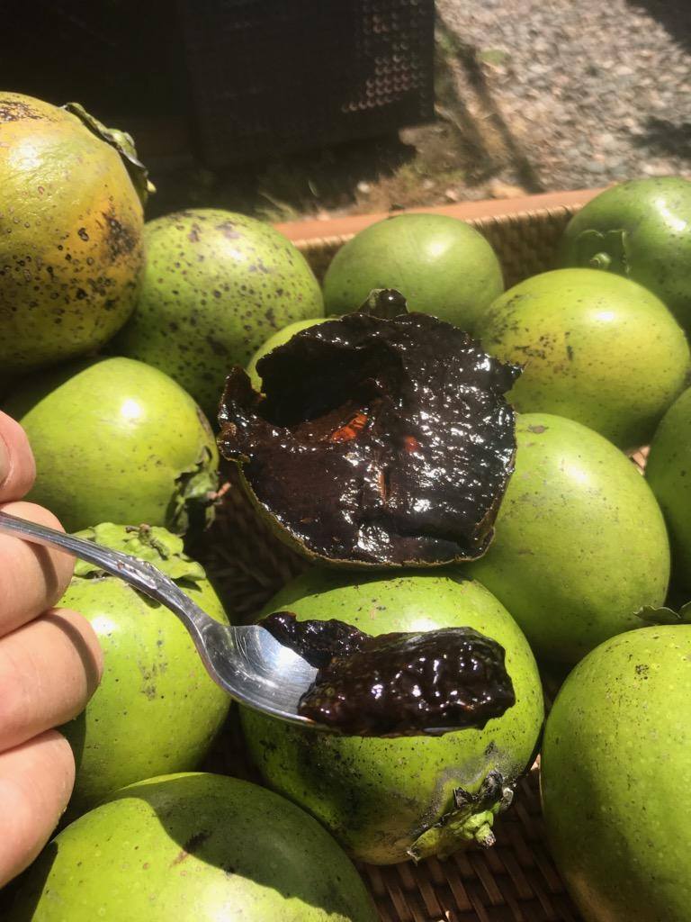 Diospyros nigra - Black Sapote - 1 potted plant / 1 getopfte Pflanze 1.25m 