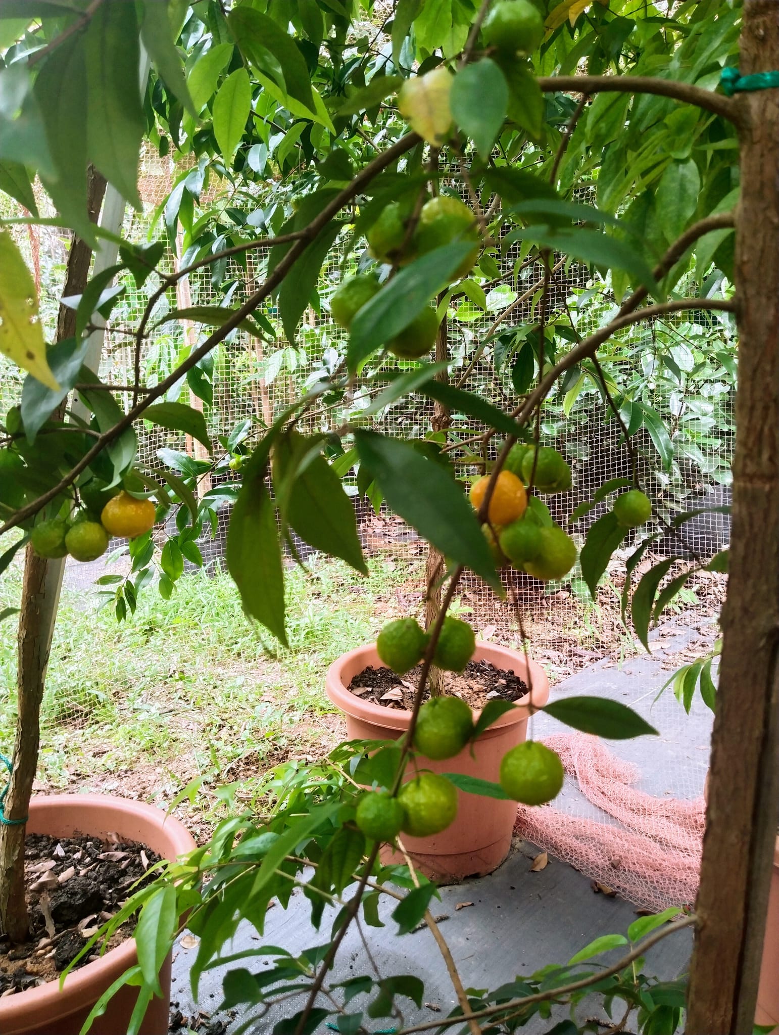 Eugenia mcvaughii - 1 potted plant / 1 getopfte Pflanze Eugenia mcvaughii - 1 potted plant / 1 getopfte Pflanze