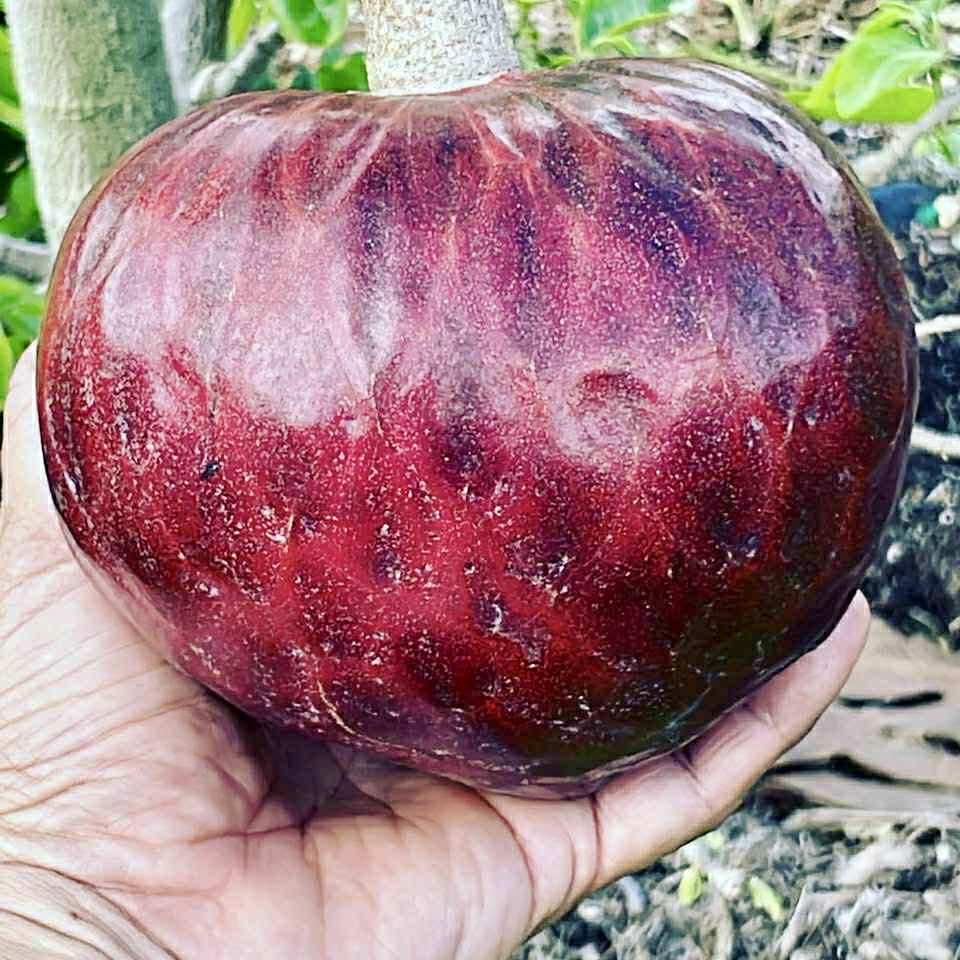 Annona reticulata var Ruby Heart- 1 fresh seed / 1 frischer Samen