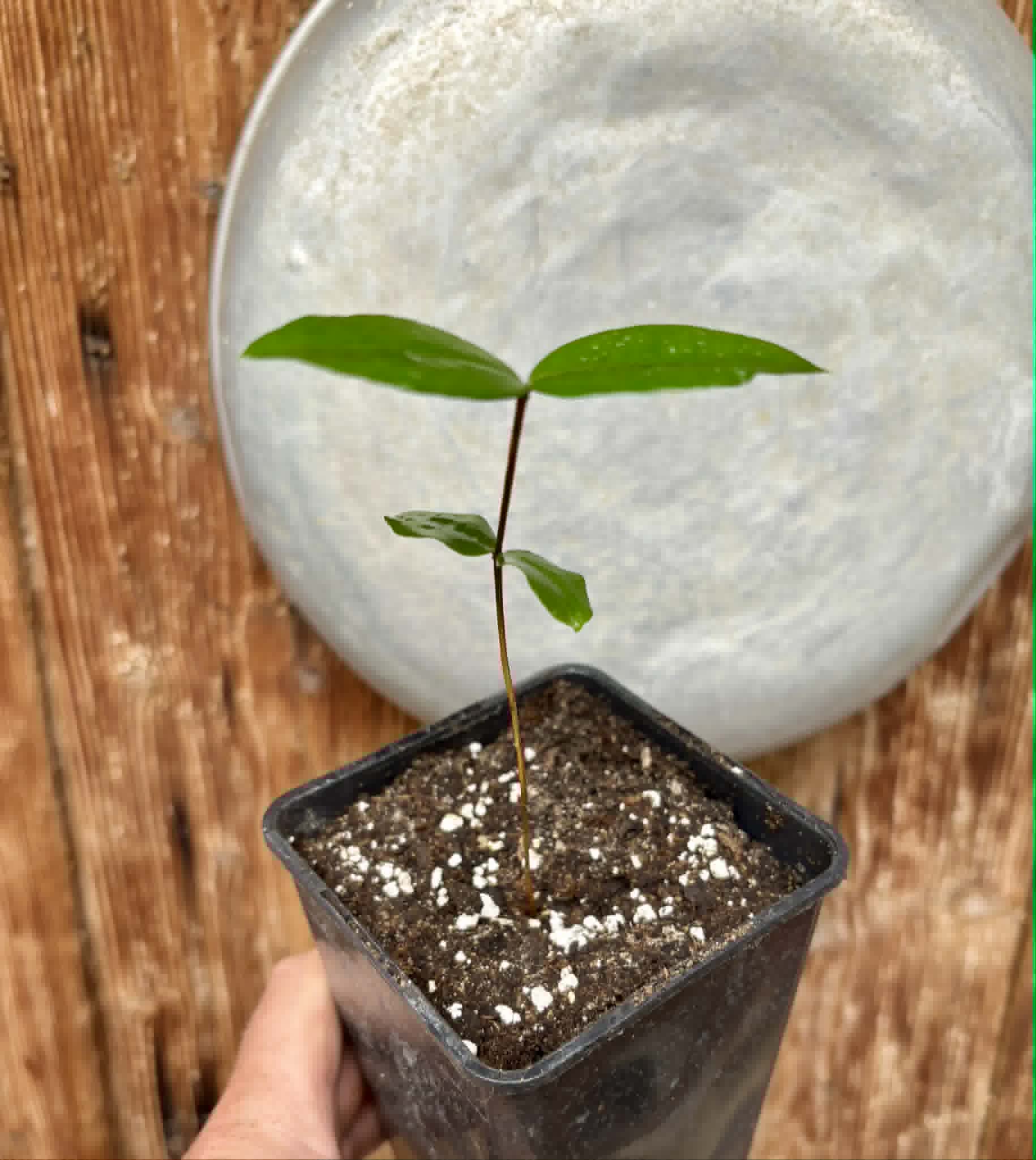 Mouriri sp Rondonia - 1 potted seedling / 1 getopfter Sämling