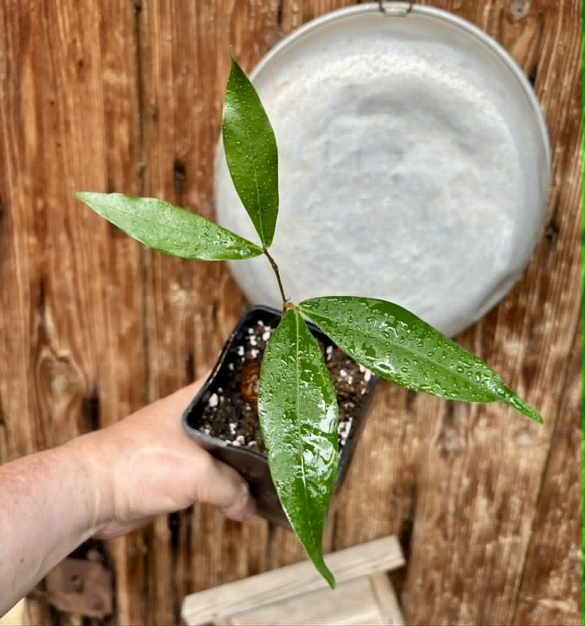 Cynometra malaccensis -  1 potted plant / 1 getopfte Pflanze
