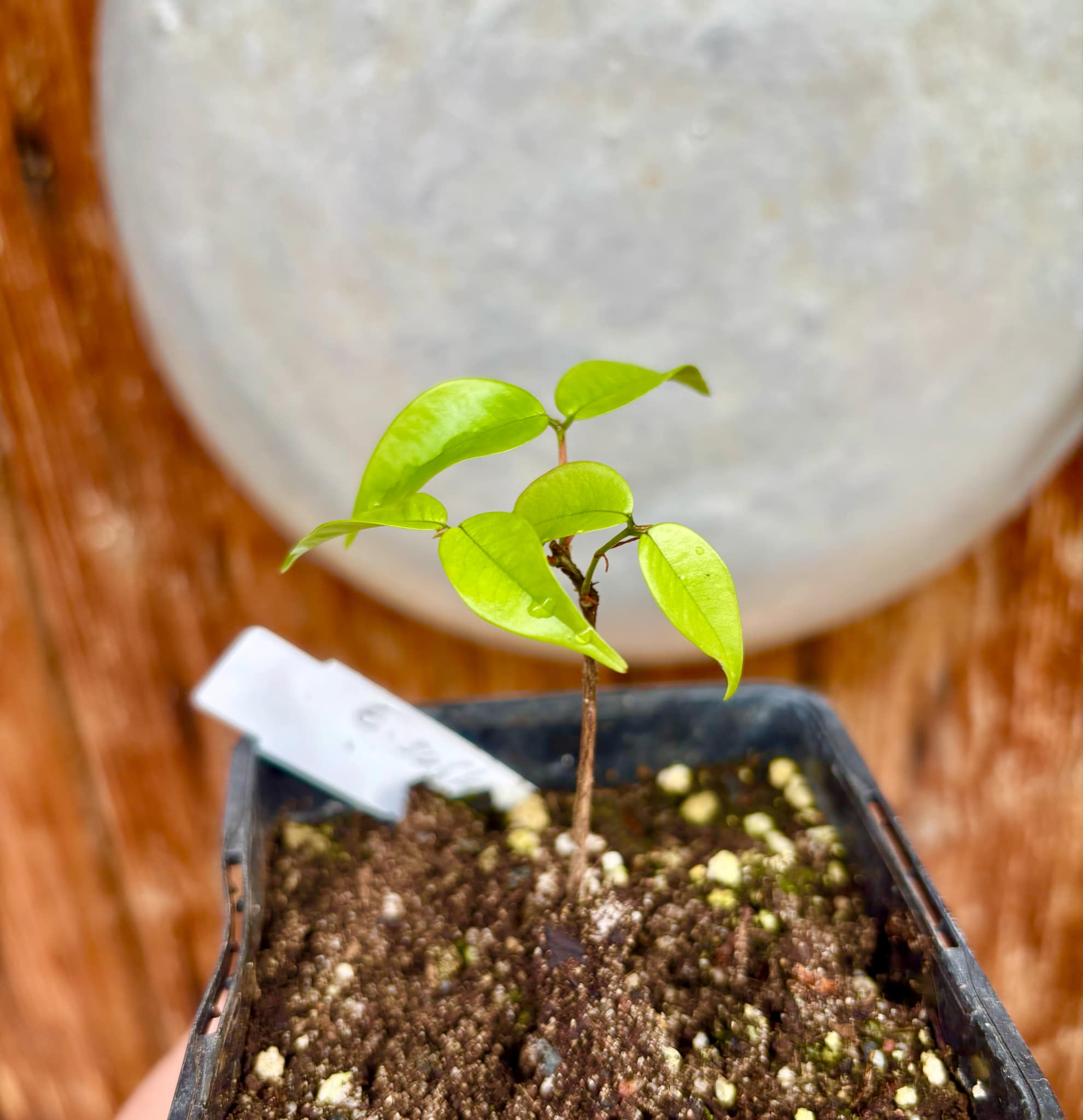 Eugenia subterminalis - 1 small potted seedling / 1 kleiner, getopfter Sämling