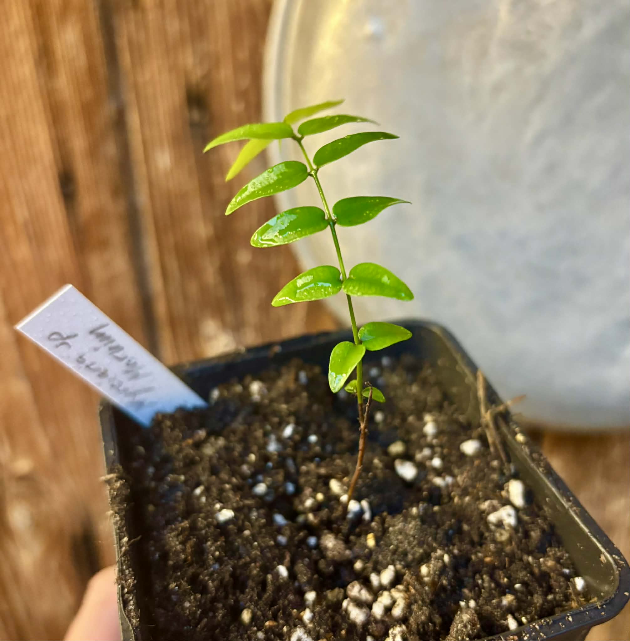 Myrciaria sp Maruim - 1 potted seedling / 1 getopfter Sämling