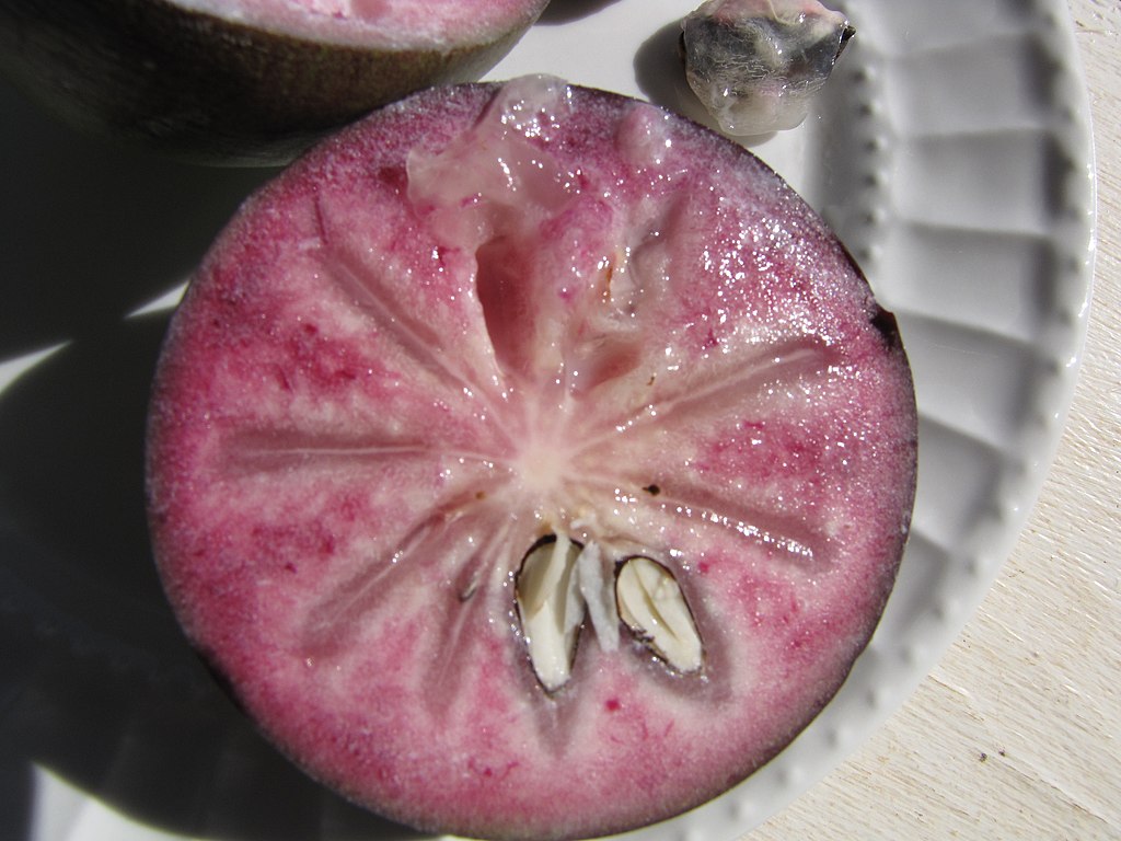 Star Apple - Chrysophyllum cainito - 1 fresh seed / 1 frischer Samen