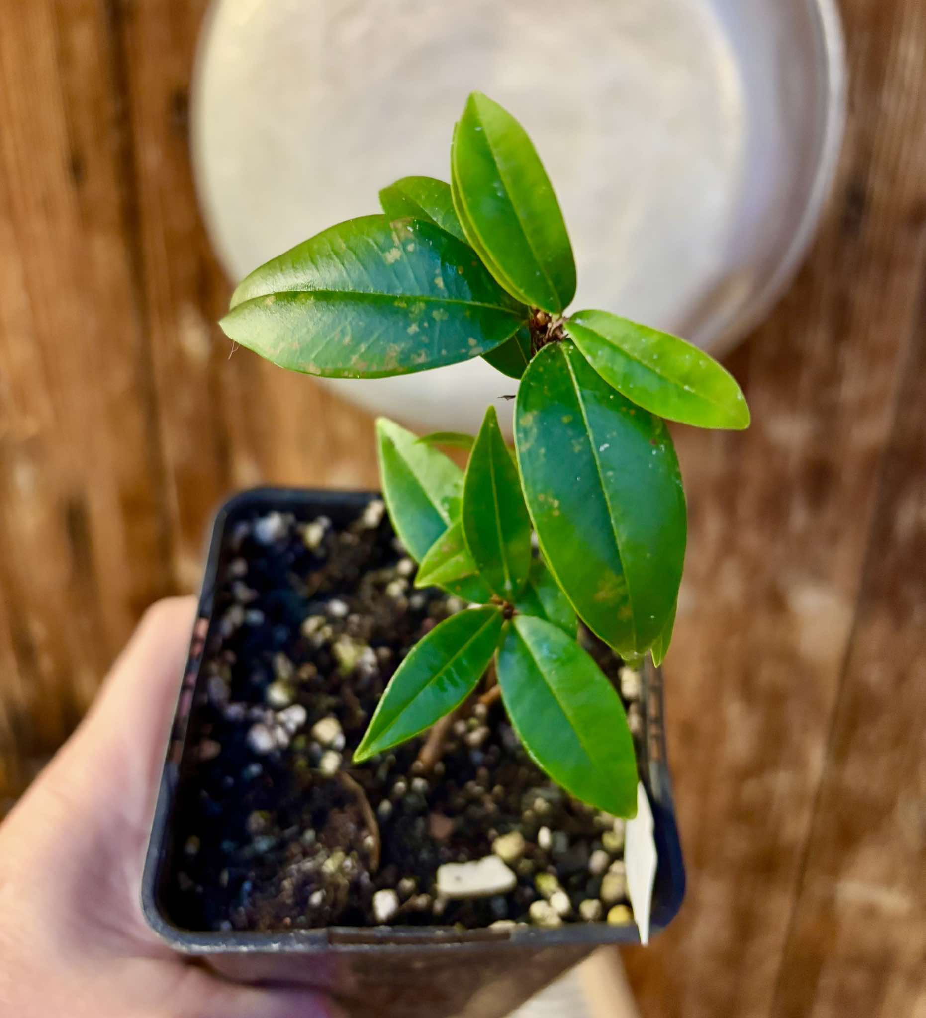 Eugenia aff ligustrina - 1 potted plant / 1 getopfte Pflanze Eugenia aff ligustrina - 1 potted plant / 1 getopfte Pflanze