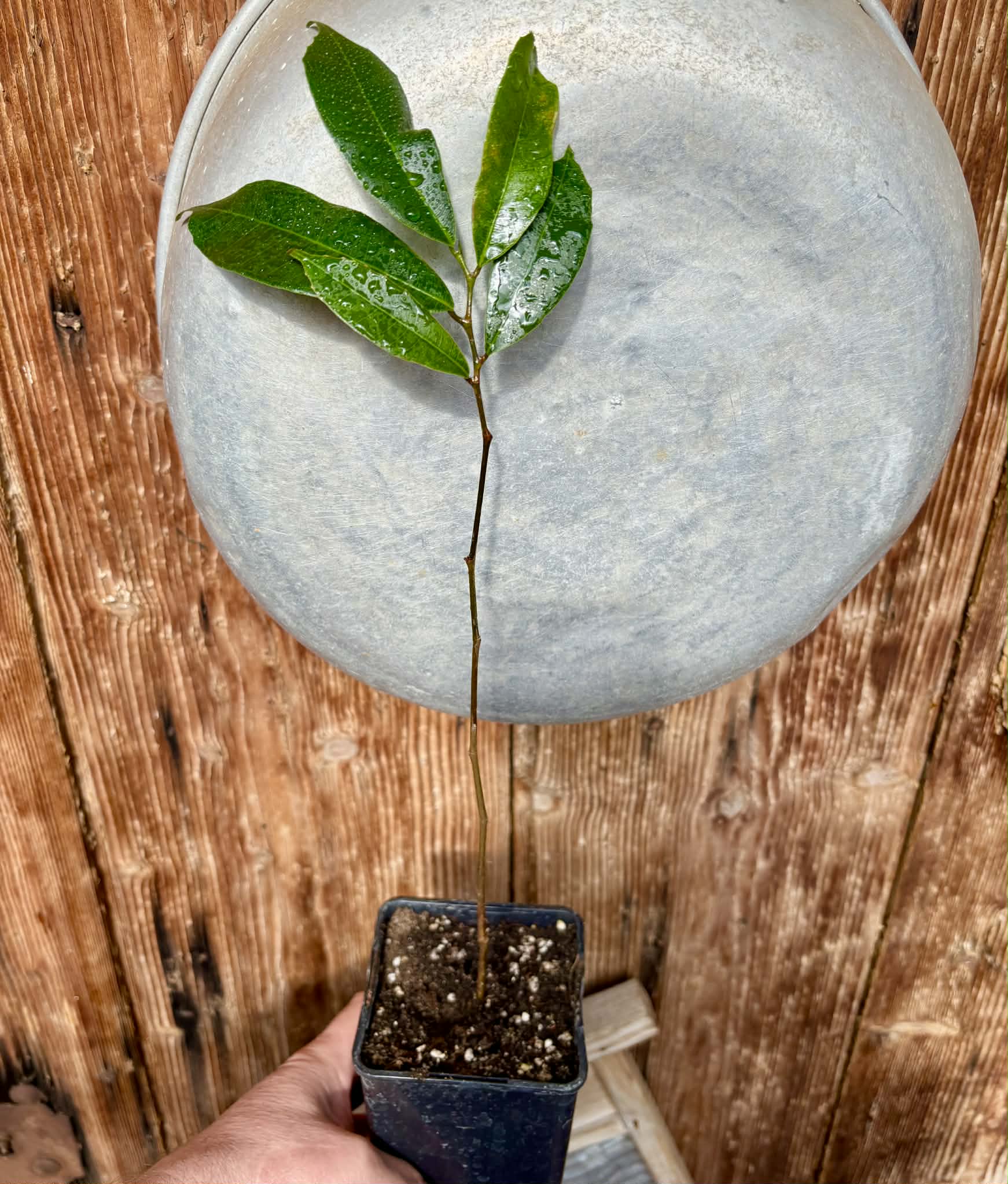 Brosimum alicastrum - Maya nut / Maya Nuss - 1 potted plant / 1 getopfte Pflanze