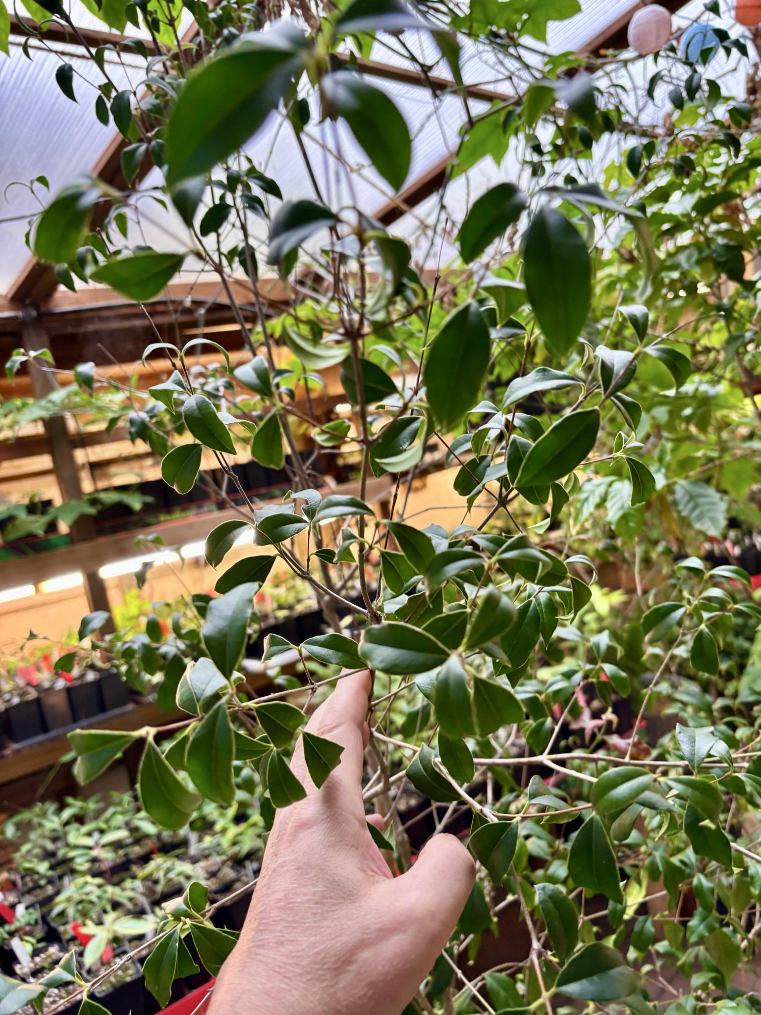 10 years old - Guabiju (Myrcianthes pungens) - 1 potted plant / 1 getopfte Pflanze 10 years old - Guabiju (Myrcianthes pungens) - 1 potted plant / 1 getopfte Pflanze