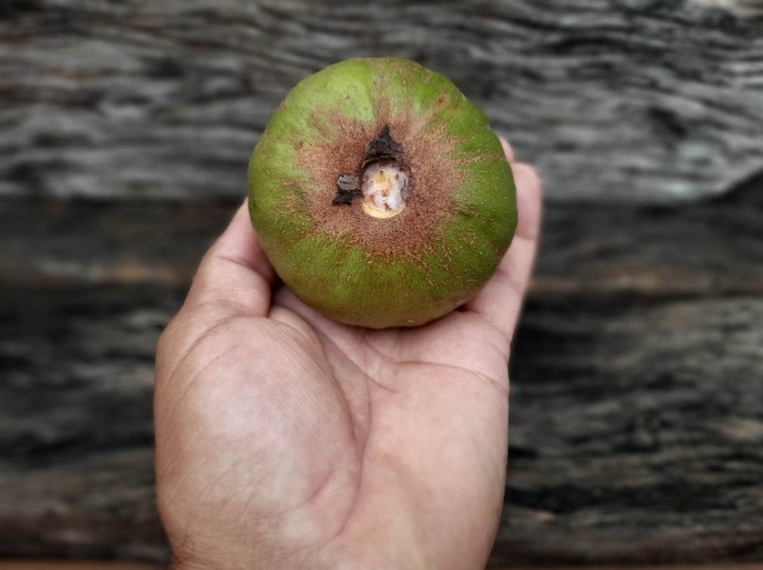 Pouteria aff. macrocarpa - 1 fresh seed / 1 frischer Samen