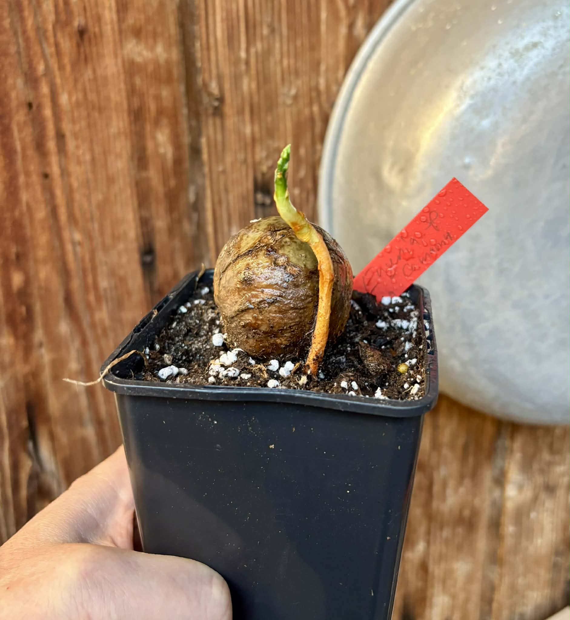 Eugenia sp Laranja Camamu - 1 potted seedling / 1 getopfter Sämling