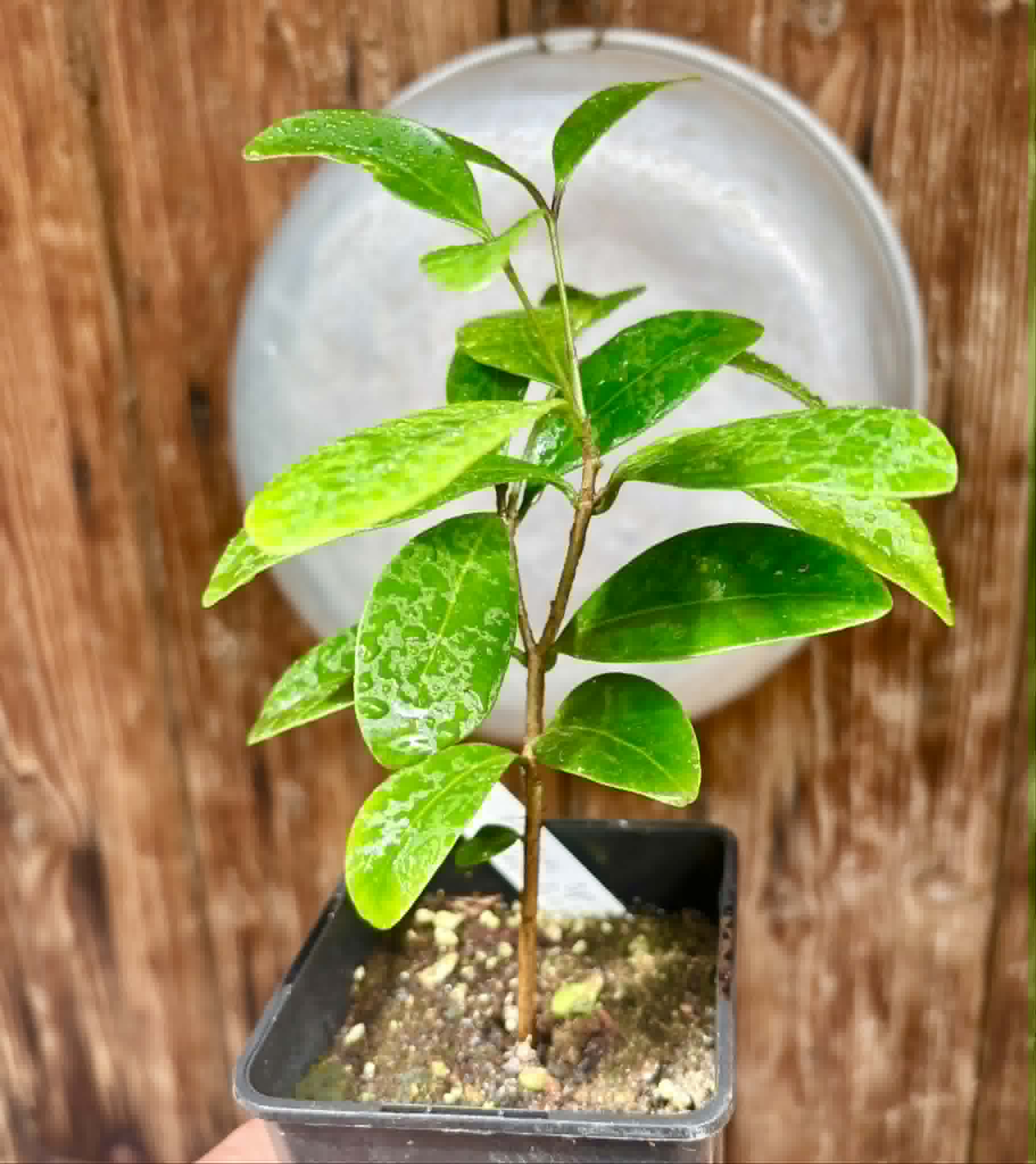 Myrcia sp Jequitinhonha - 1 potted seedling / 1 getopfter Sämling