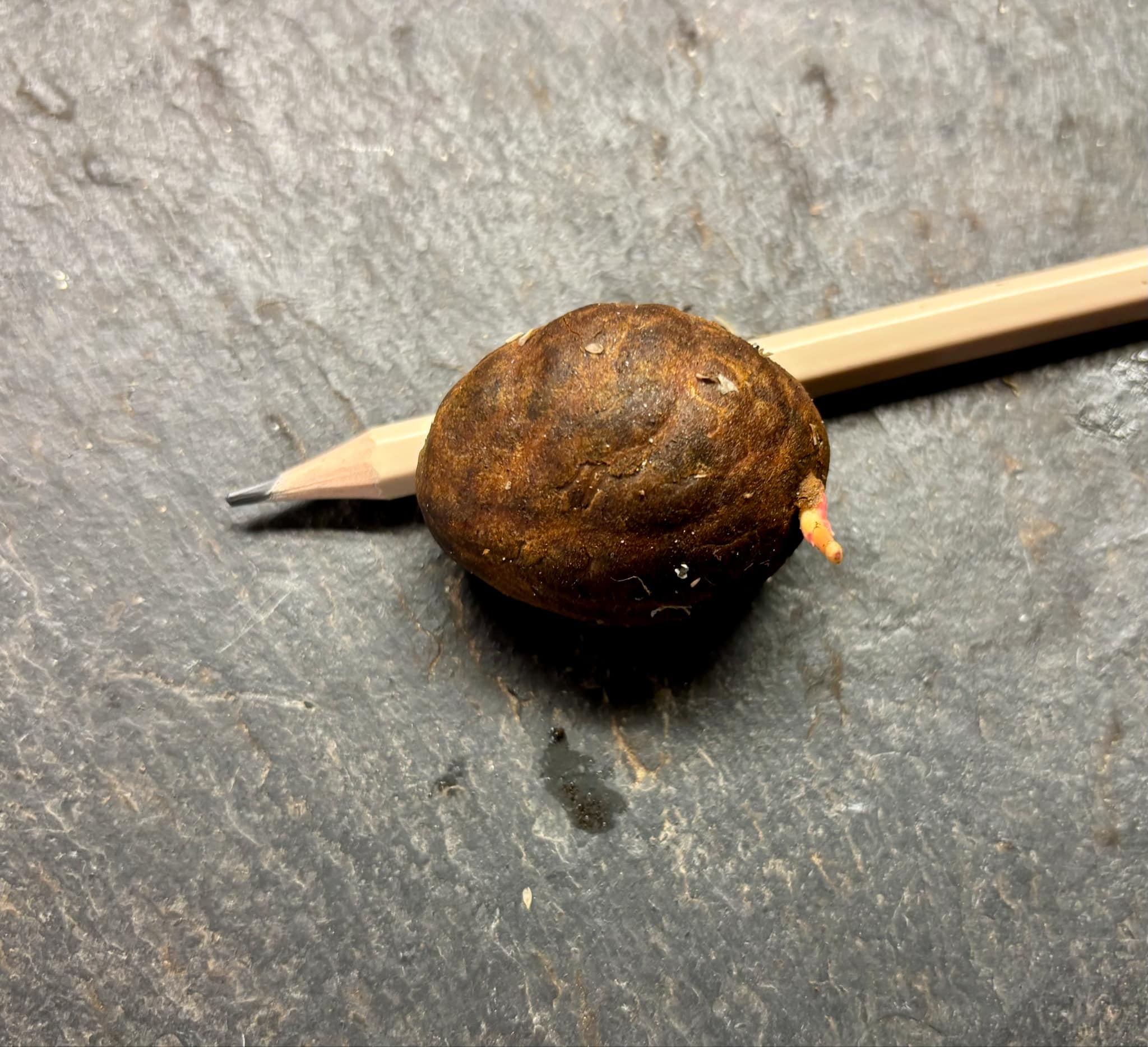 Garcinia bahiensis - 1 germinated seed / 1 gekeimter Samen
