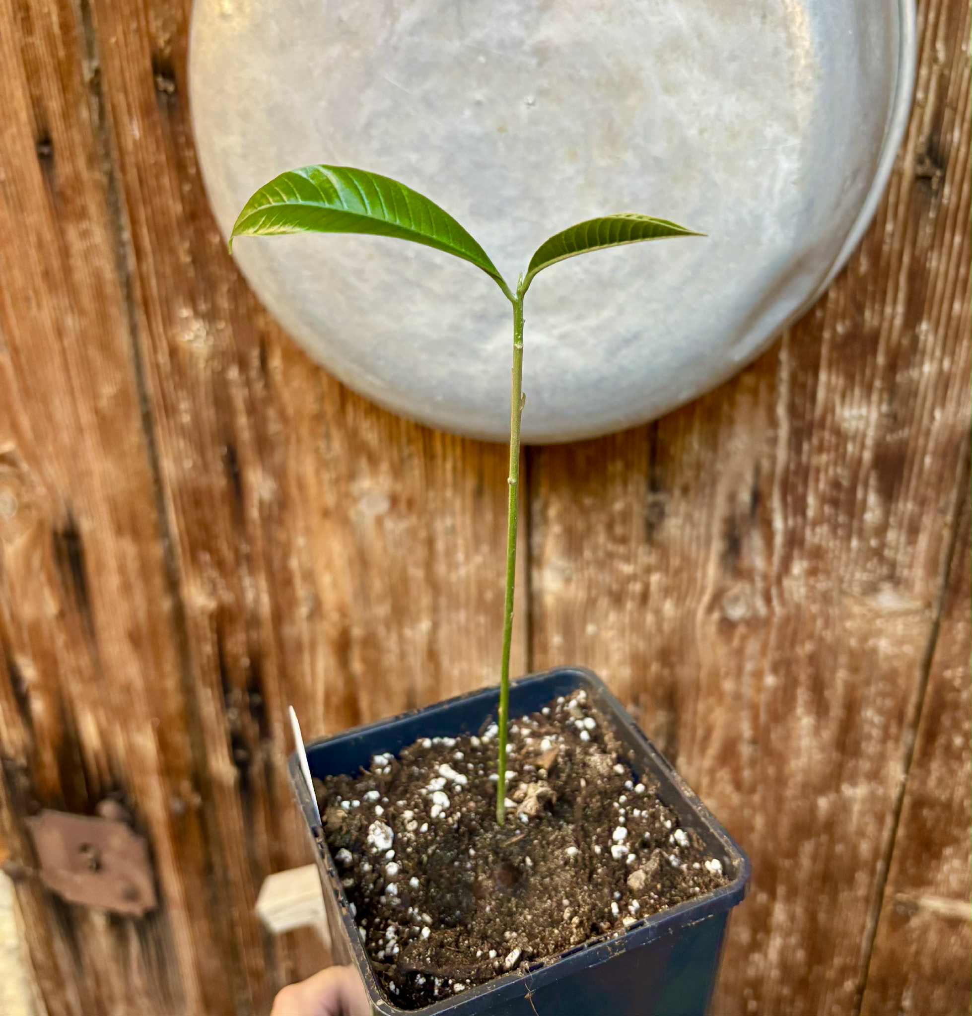 Pouteria macrophylla - 1 potted seedling / 1 getopfter Sämling