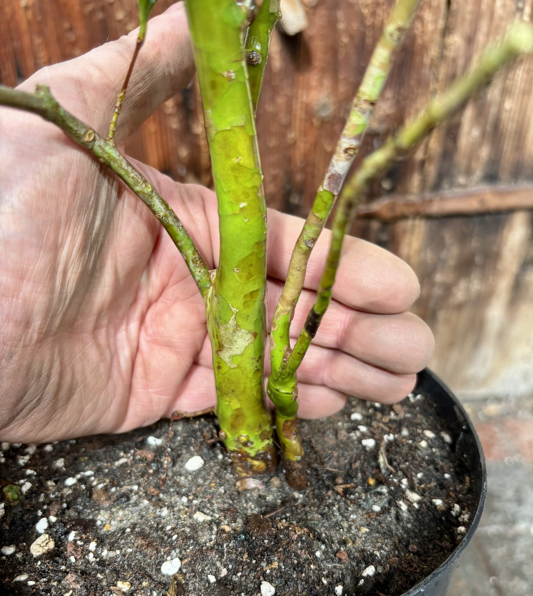 5 years old - Cherry of Rio Grande (Eugenia involucrata) - 1 potted plant / 1 getopfte Pflanze
