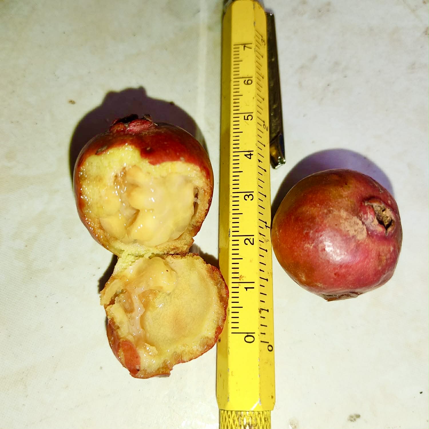 Pre Order - Psidium sp Dovale -  1 fresh seed / 1 frischer Samen