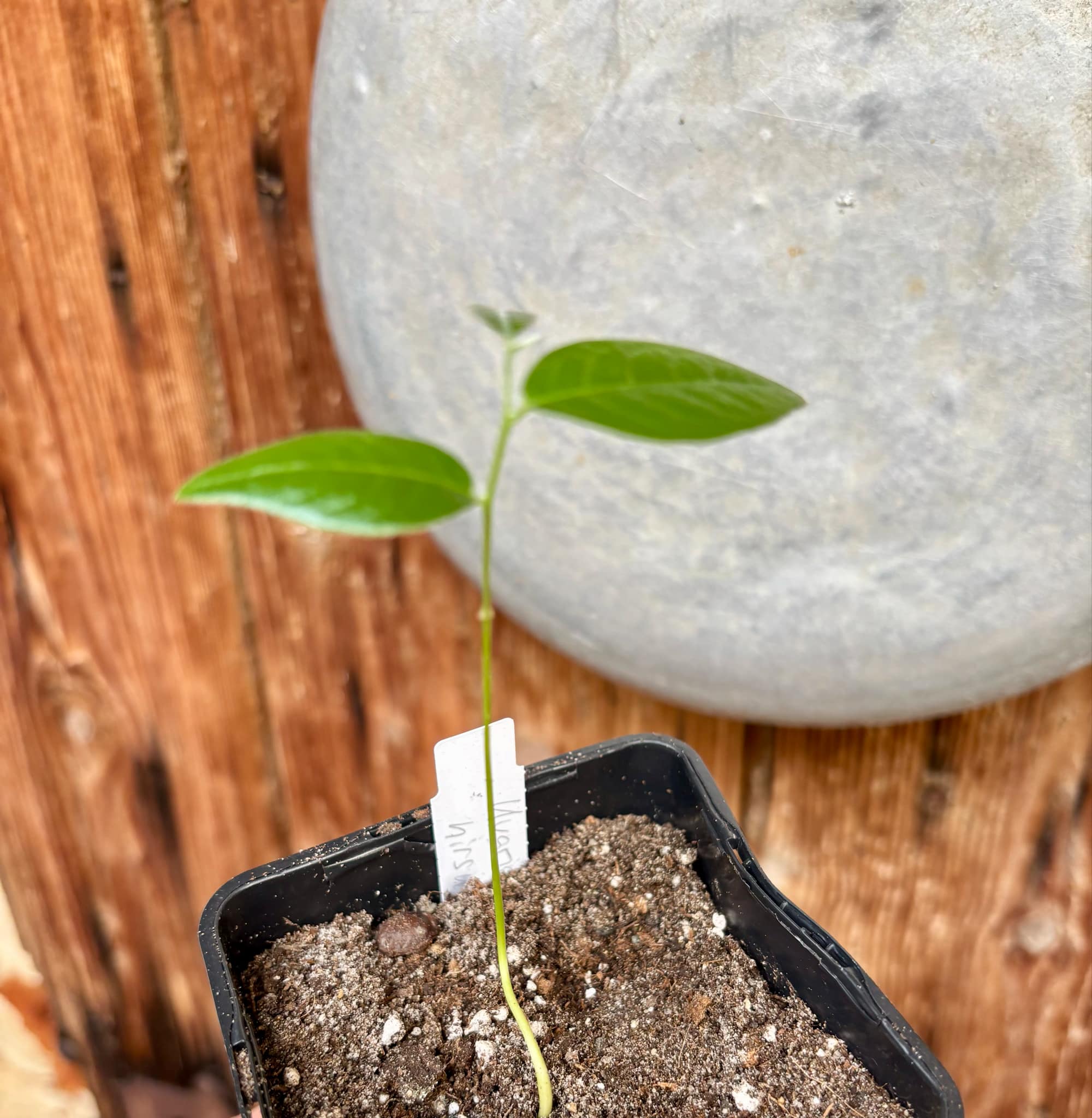 Uvaria hirsuta - 1 potted plant / 1 getopfte Pflanze Uvaria hirsuta - 1 potted plant / 1 getopfte Pflanze
