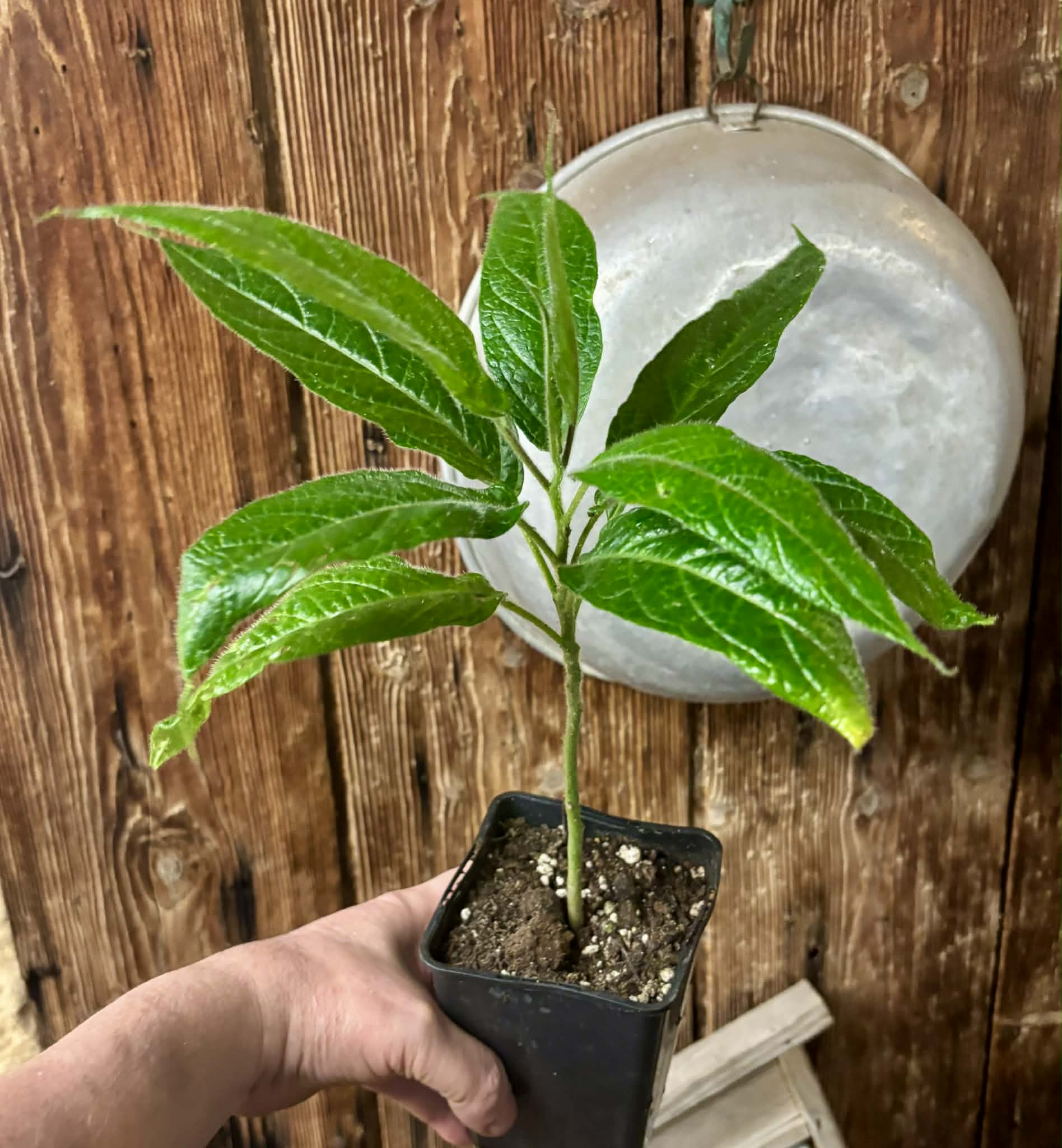 Solanum luridifuscescens - Tomatao Verde Piloso - 1 potted seedling / 1 getopfter Sämling