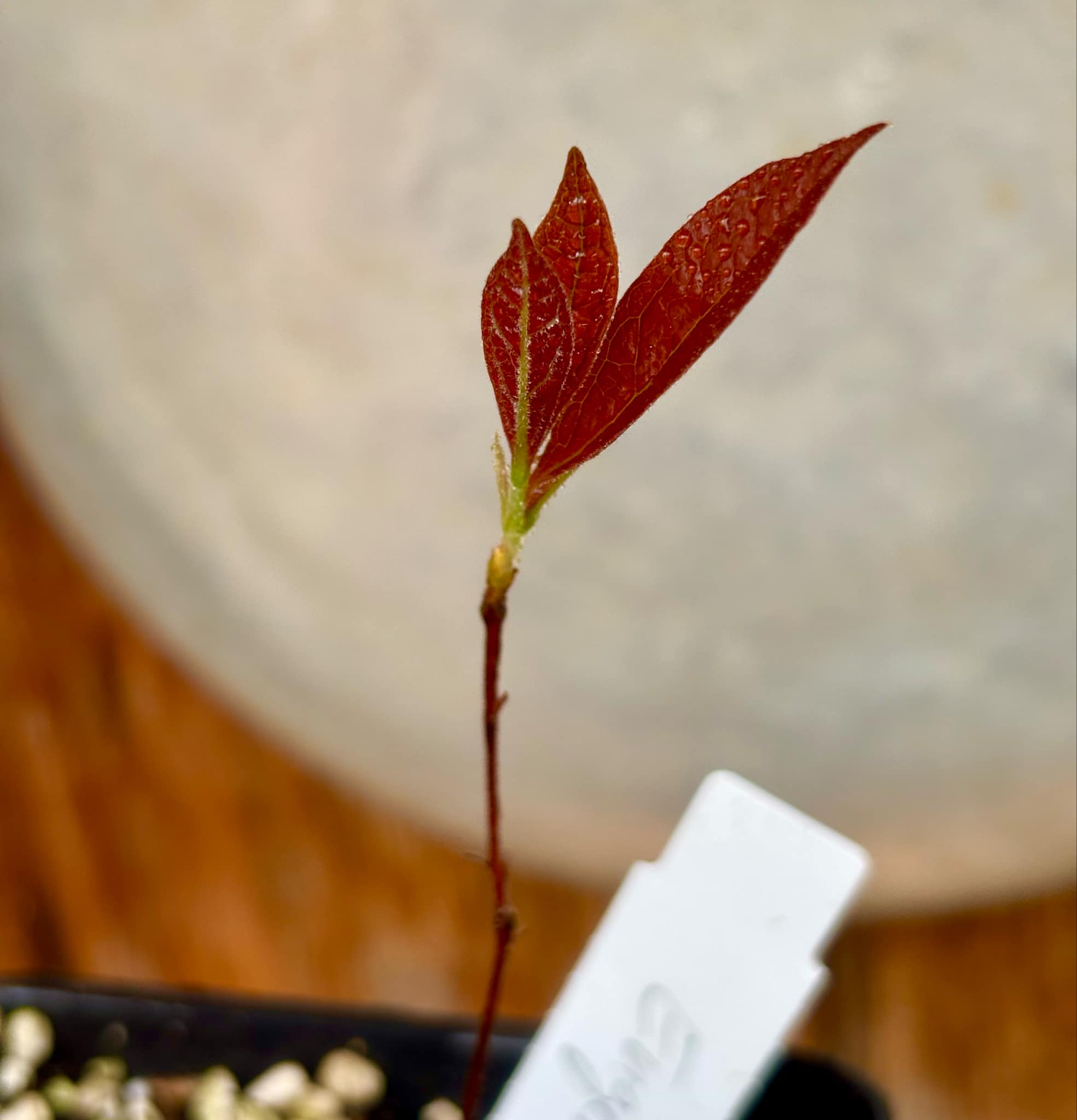 Eugenia campininha  -  1 potted plant / 1 getopfte Pflanze