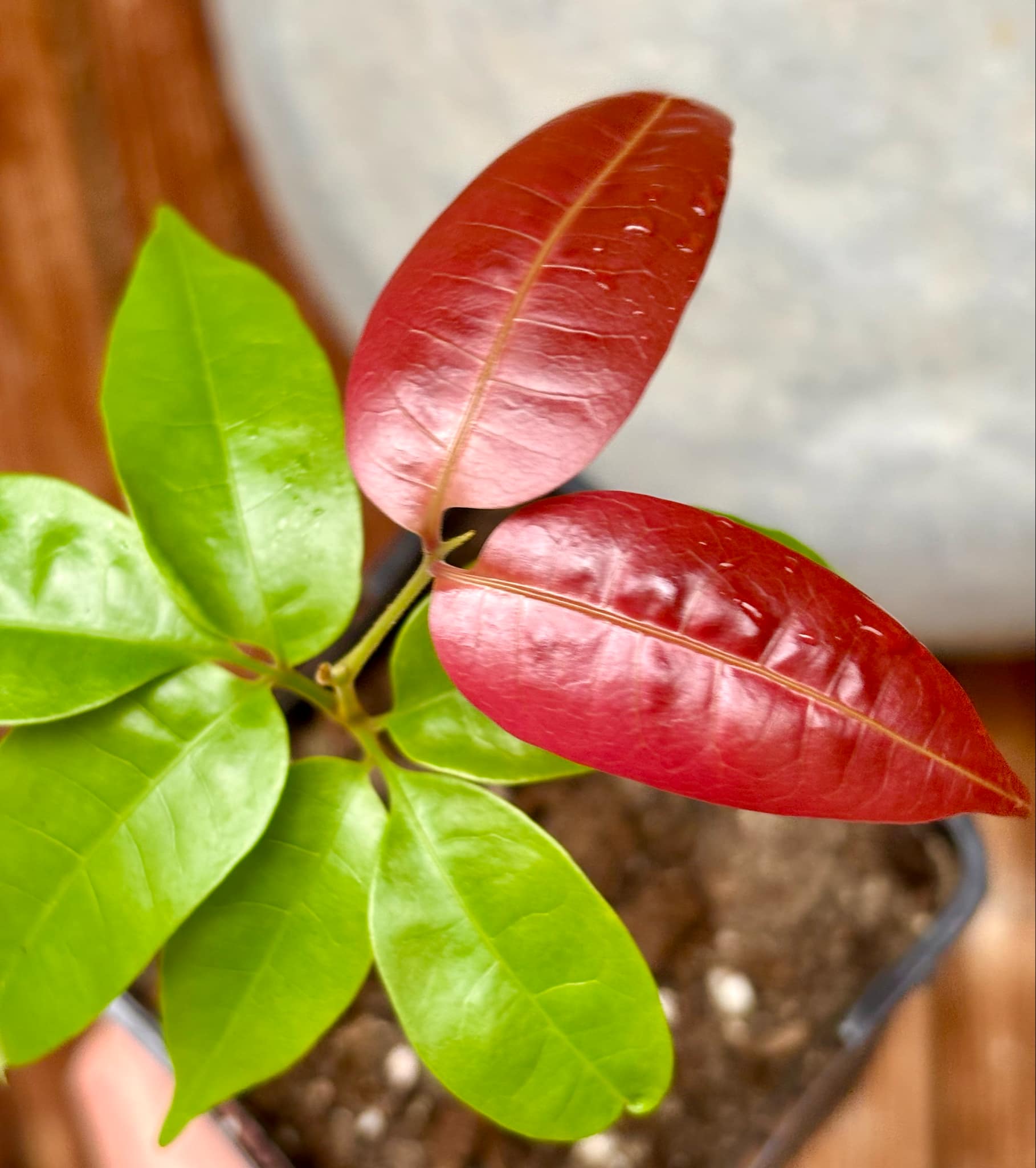 Talisia cerasina - 1 potted seedling / 1 getopfter Sämling