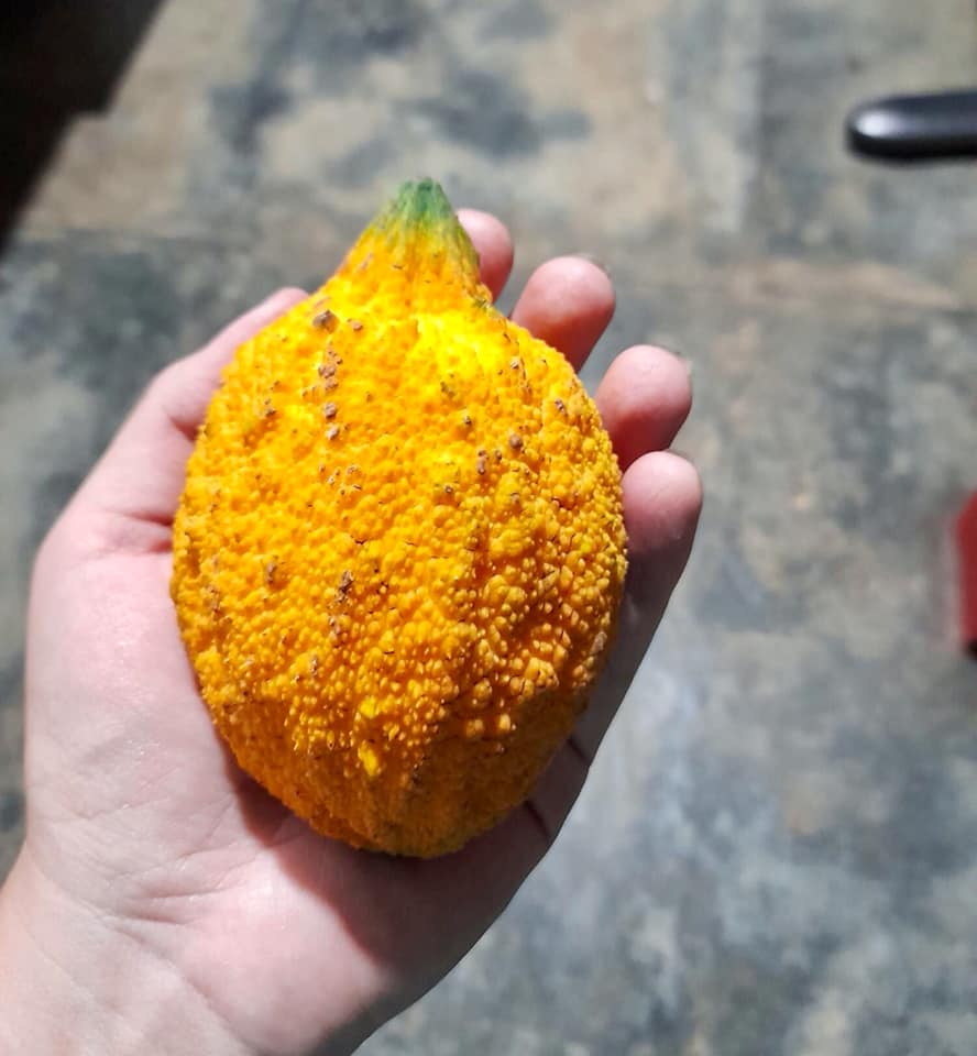 Garcinia acuminata  - 1 fresh seed / 1 frischer Samen