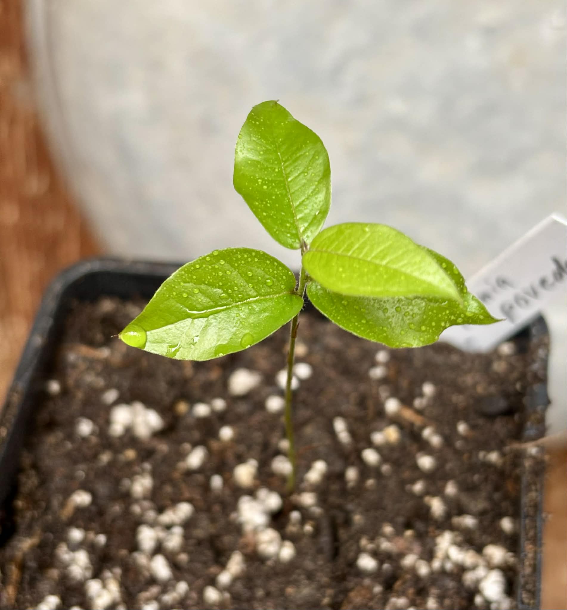 Plinia povedae - 1 potted seedling / 1 getopfter Sämling Kopie