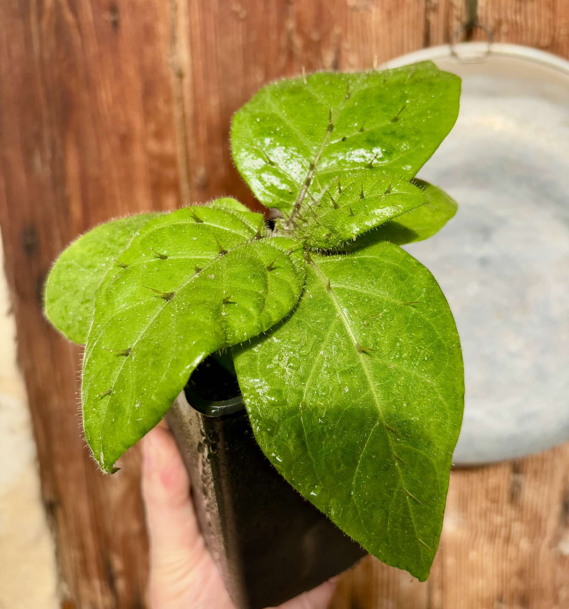 Solanum sp Verde Bahia - 1 small potted plant / 1 kleine, getopfte Pflanze