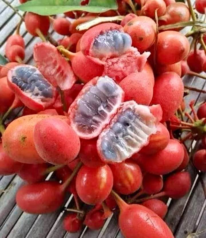 3 fresh seeds Uvaria rufa ,  3 frische Samen
